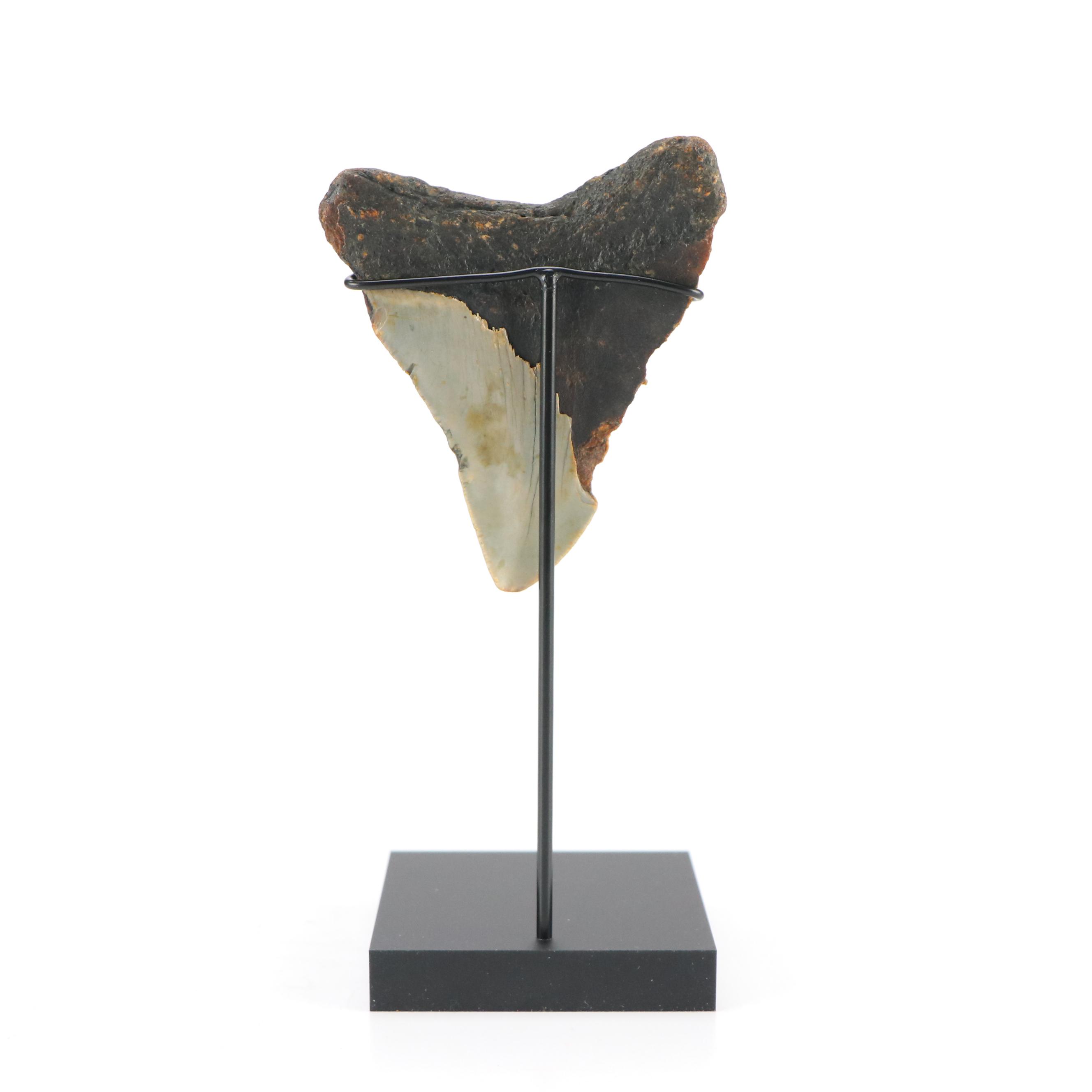 Fernandina Beach Area Megalodon Tooth with Custom Stand