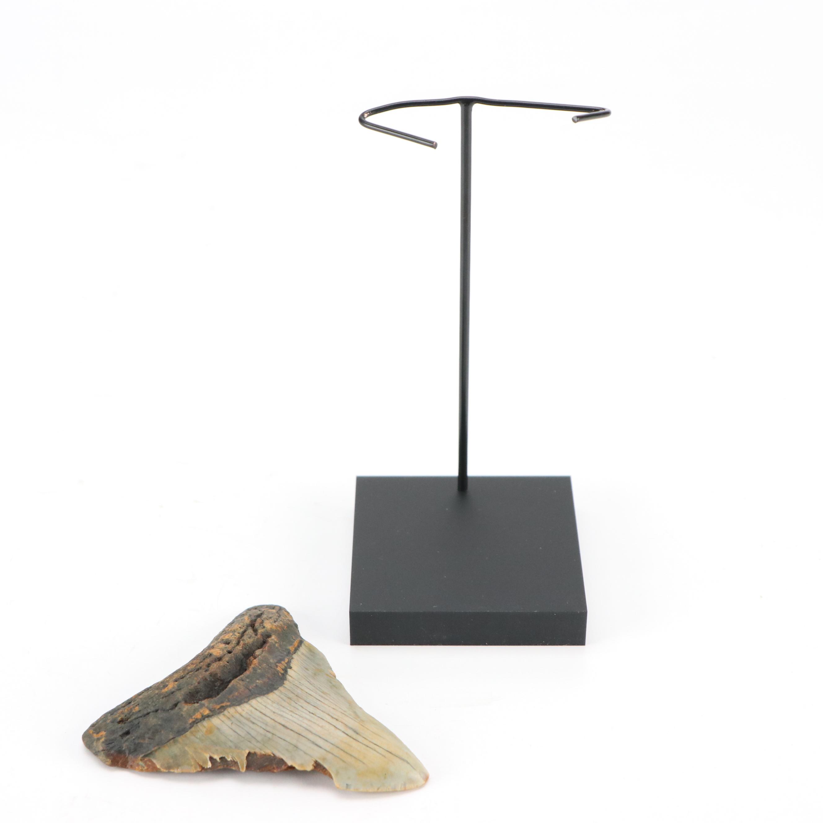 Fernandina Beach Area Megalodon Tooth with Custom Stand