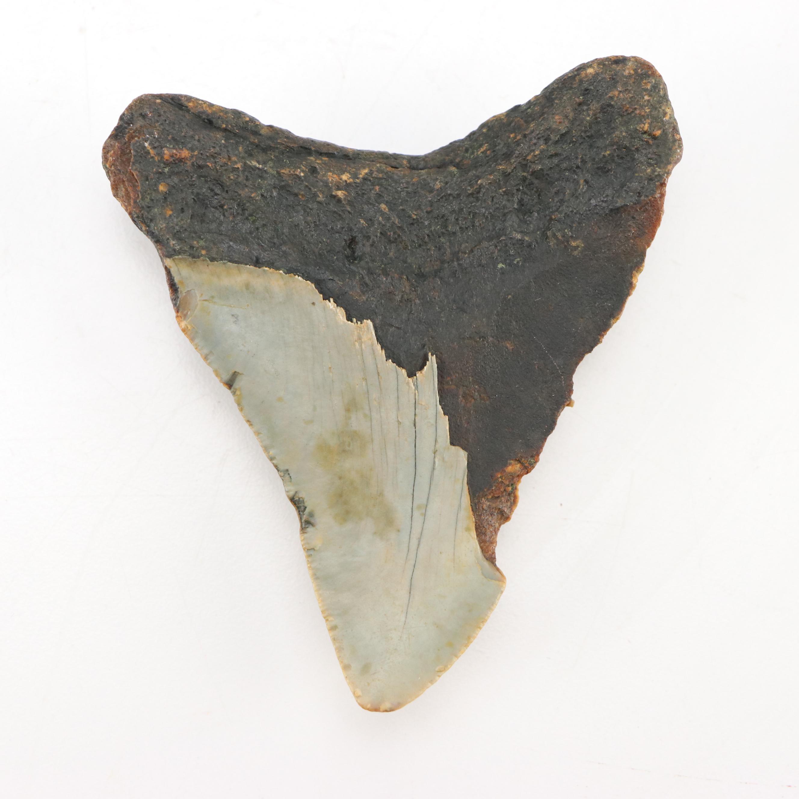 Fernandina Beach Area Megalodon Tooth with Custom Stand