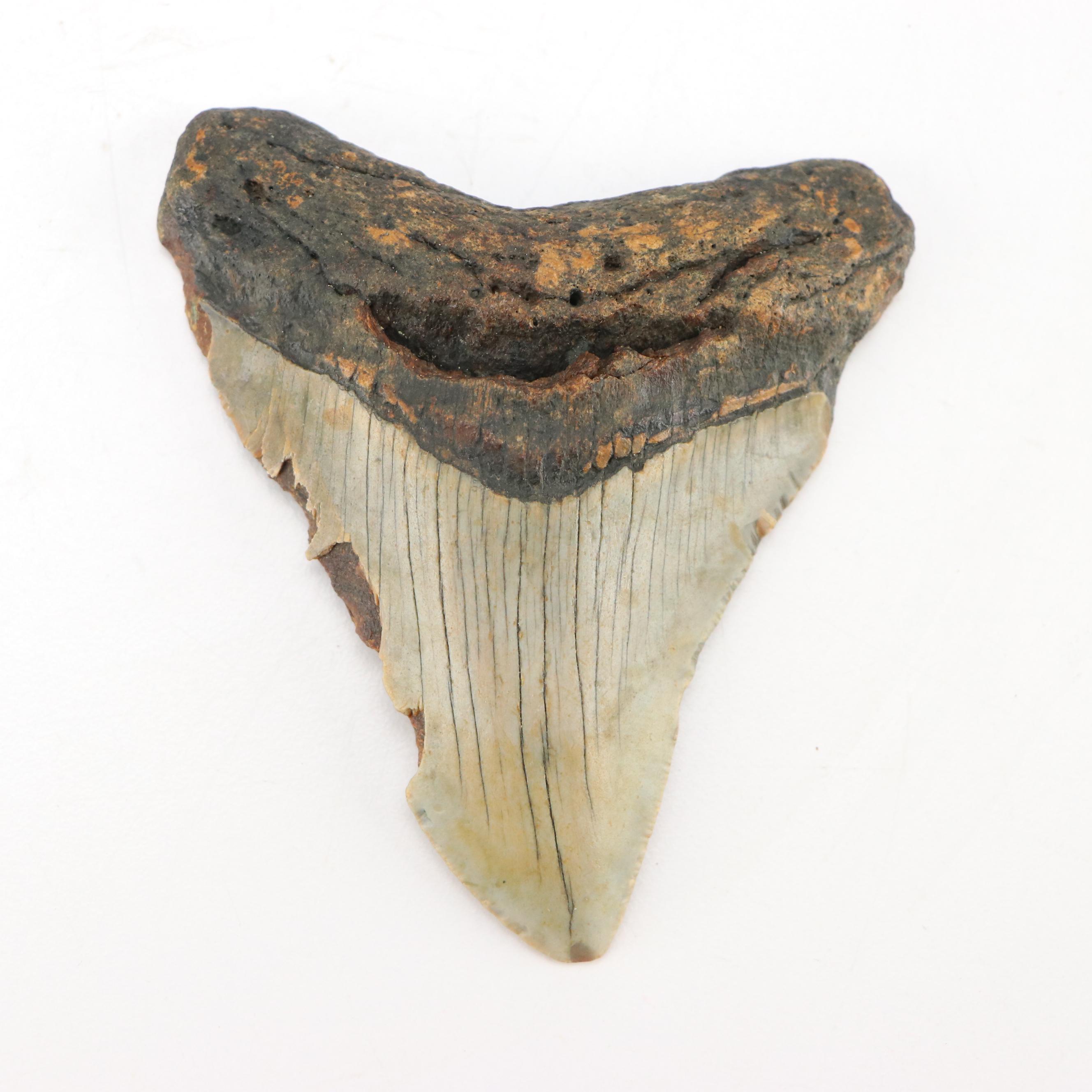 Fernandina Beach Area Megalodon Tooth with Custom Stand