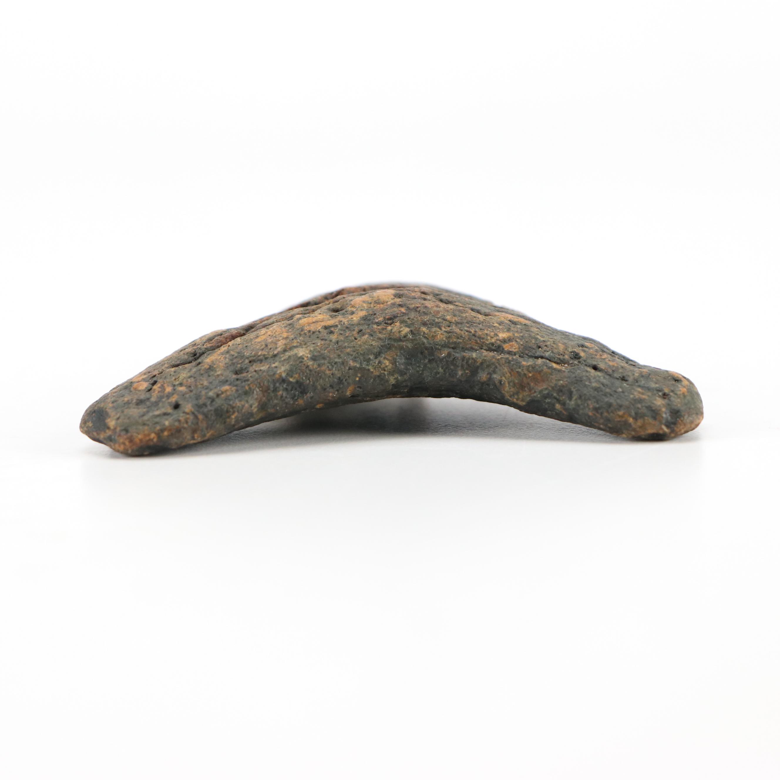 Fernandina Beach Area Megalodon Tooth with Custom Stand