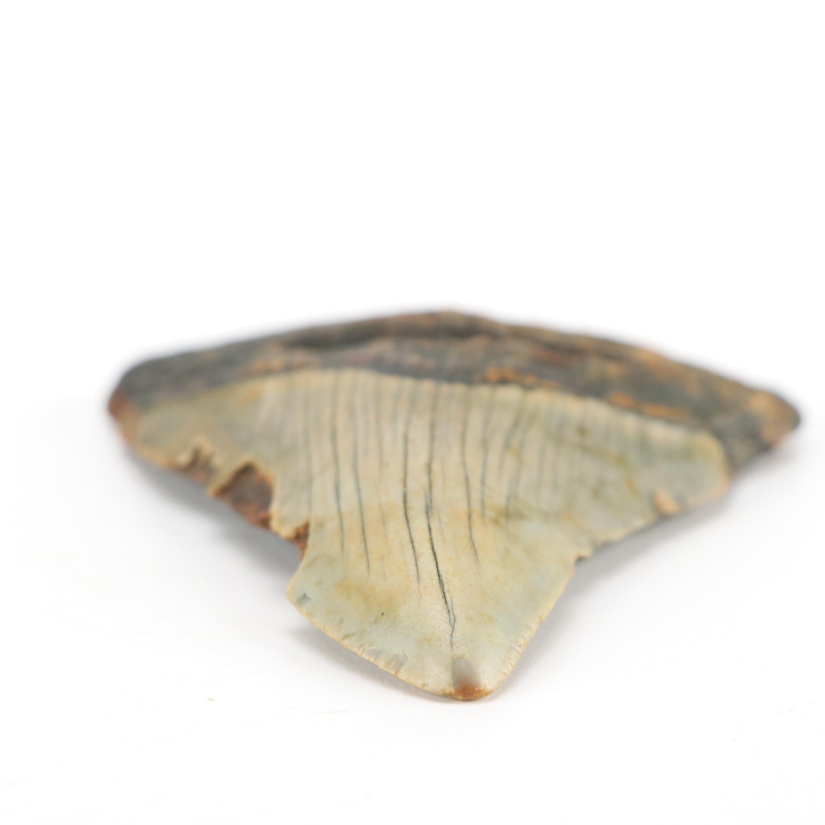 Fernandina Beach Area Megalodon Tooth with Custom Stand