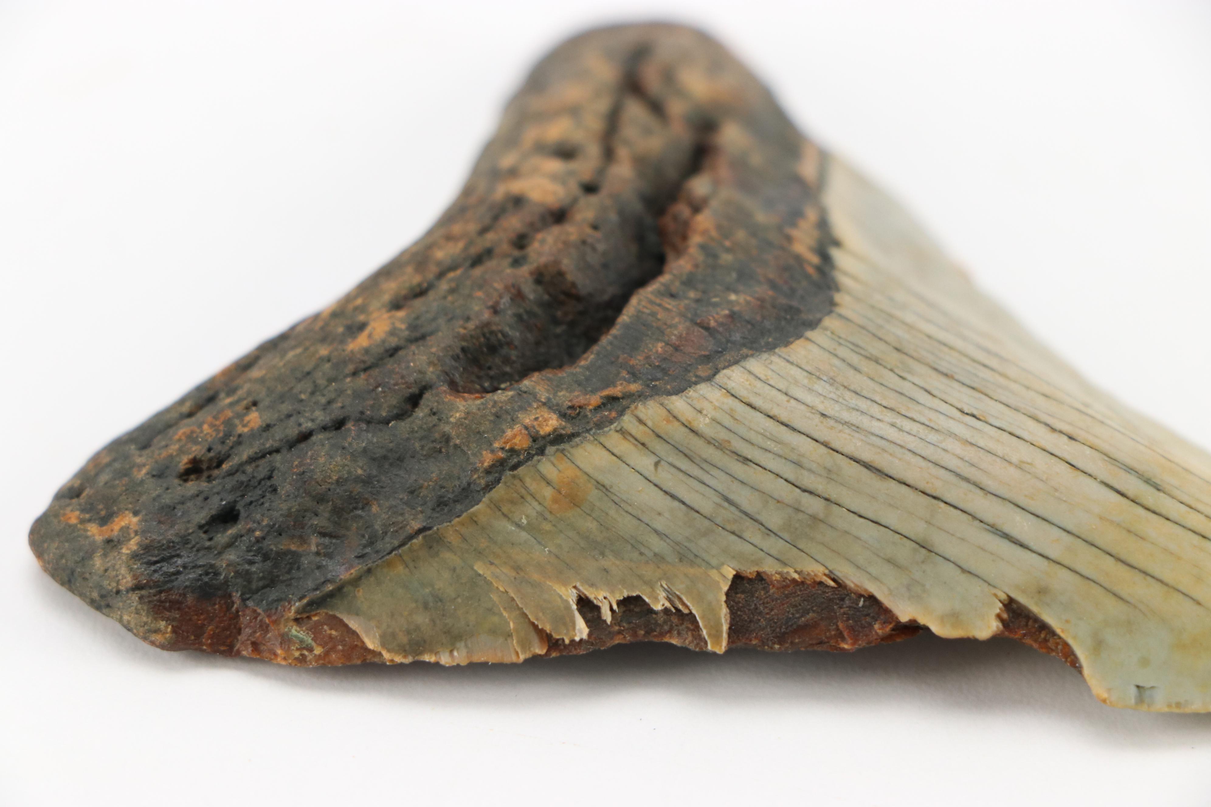 Fernandina Beach Area Megalodon Tooth with Custom Stand