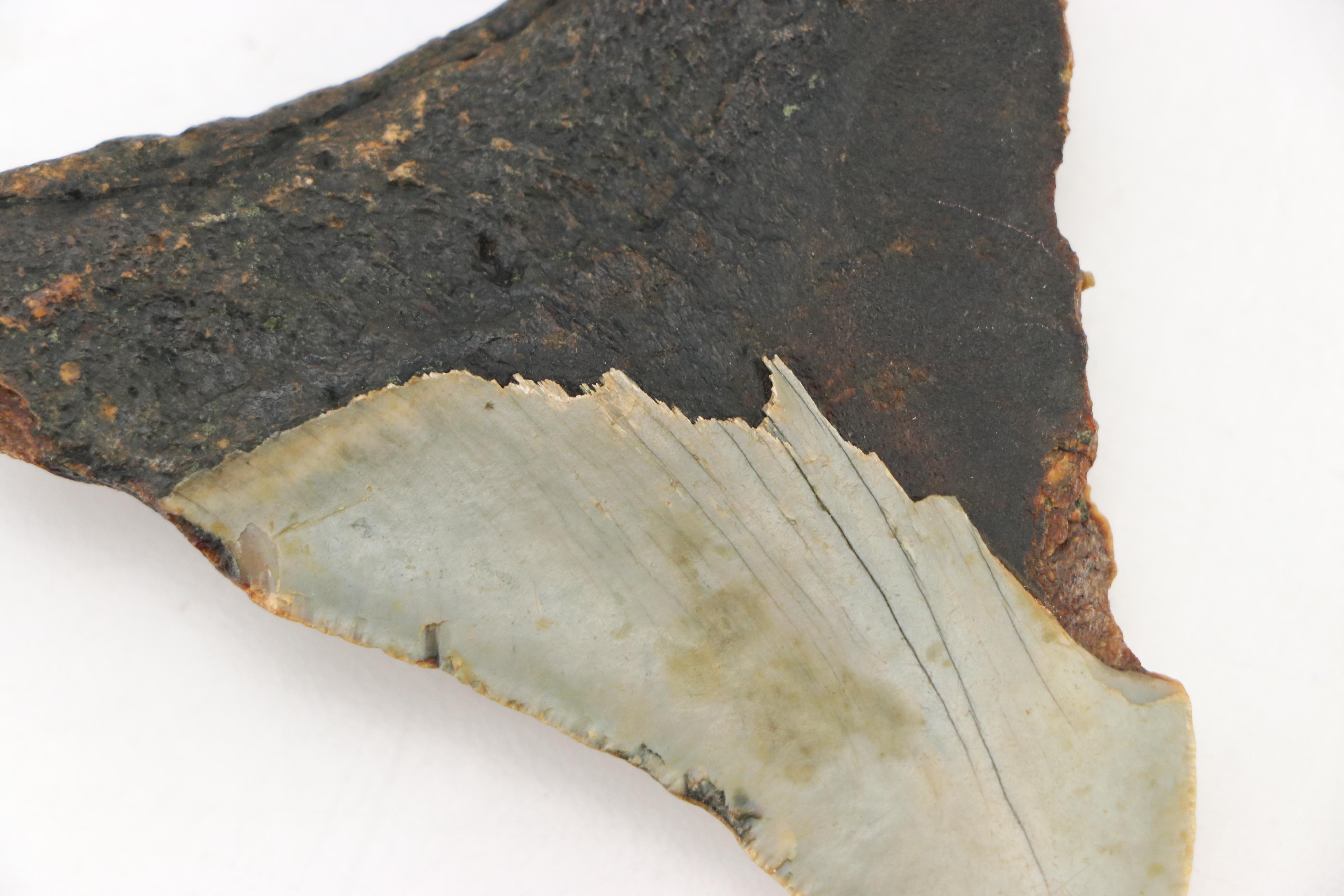 Fernandina Beach Area Megalodon Tooth with Custom Stand