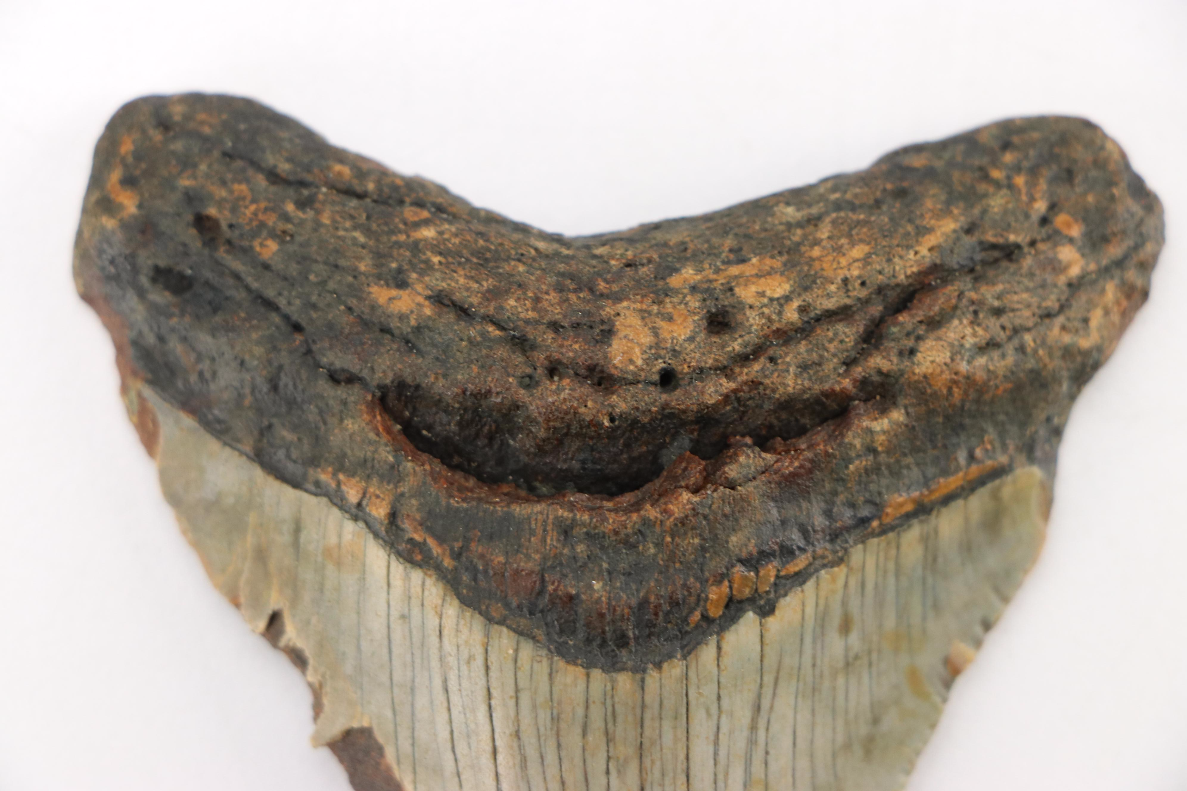 Fernandina Beach Area Megalodon Tooth with Custom Stand