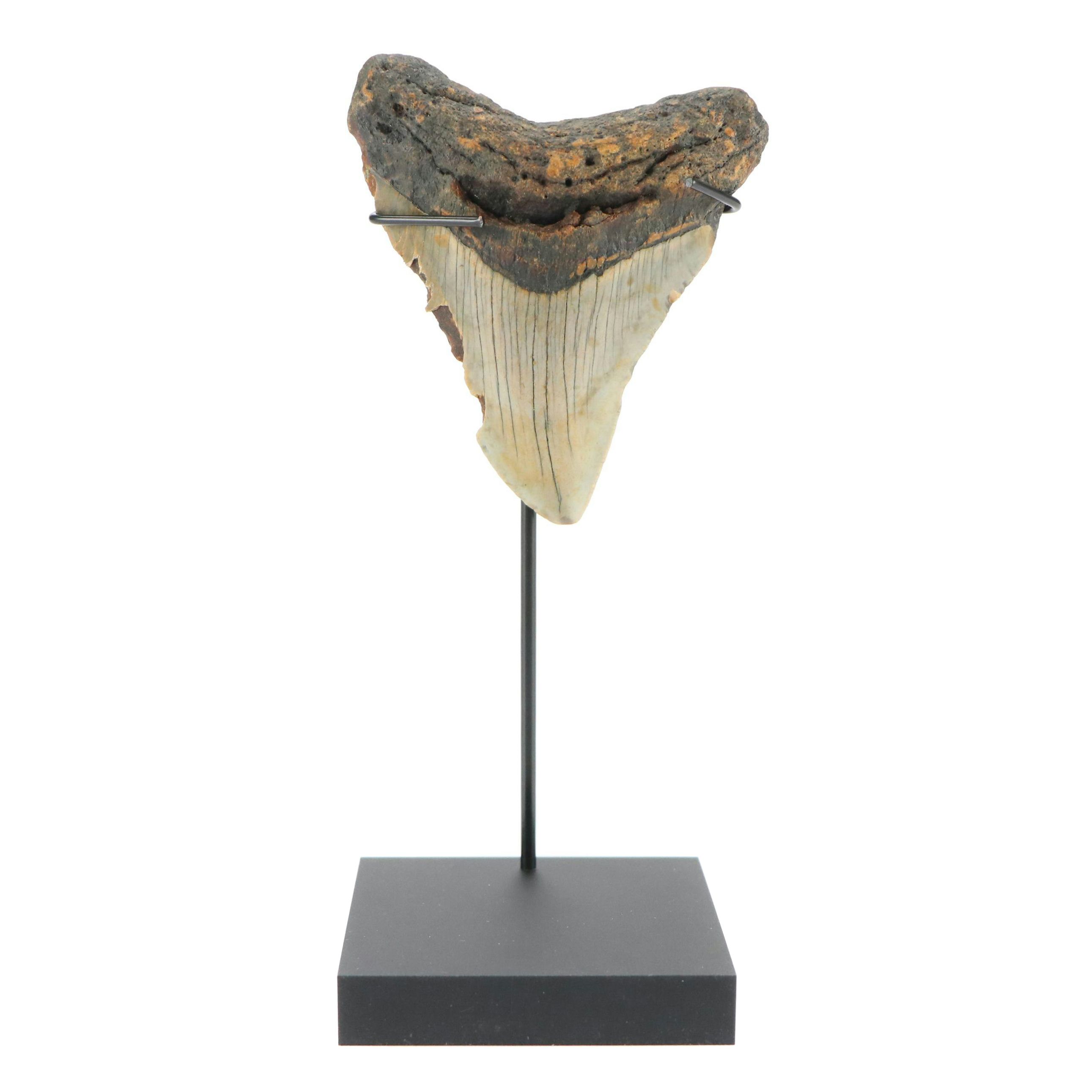 Fernandina Beach Area Megalodon Tooth with Custom Stand