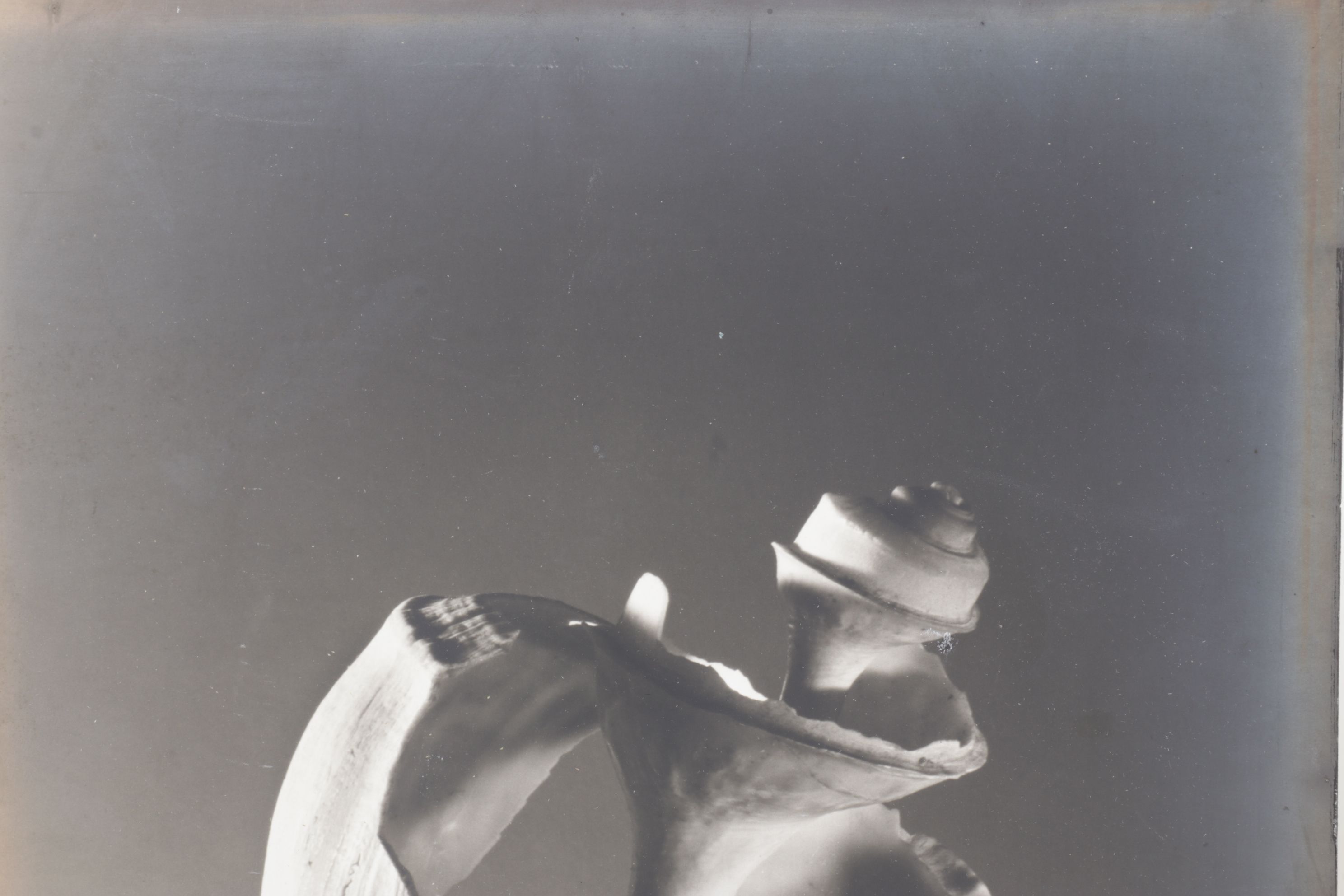 Ruth Bernhard Silver Gelatin Still Life Photograph of Spiral Seashell