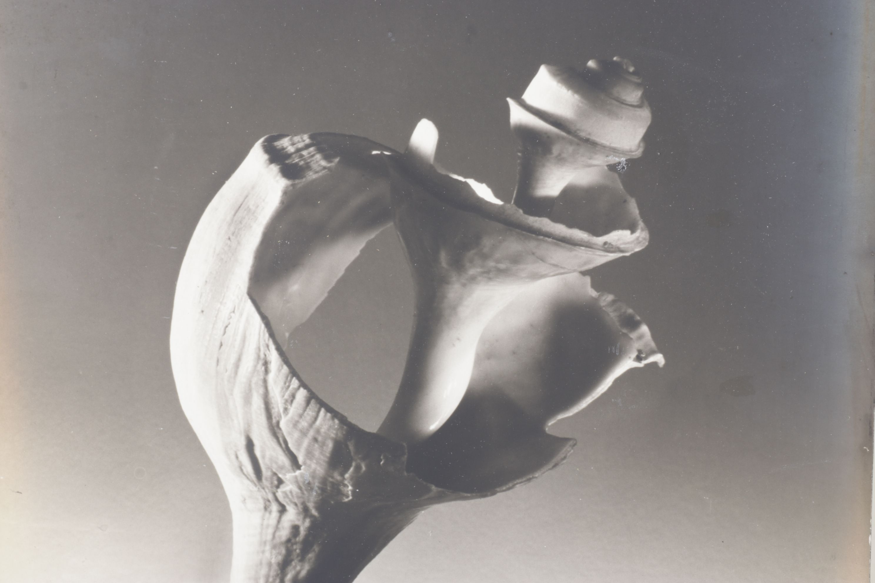 Ruth Bernhard Silver Gelatin Still Life Photograph of Spiral Seashell