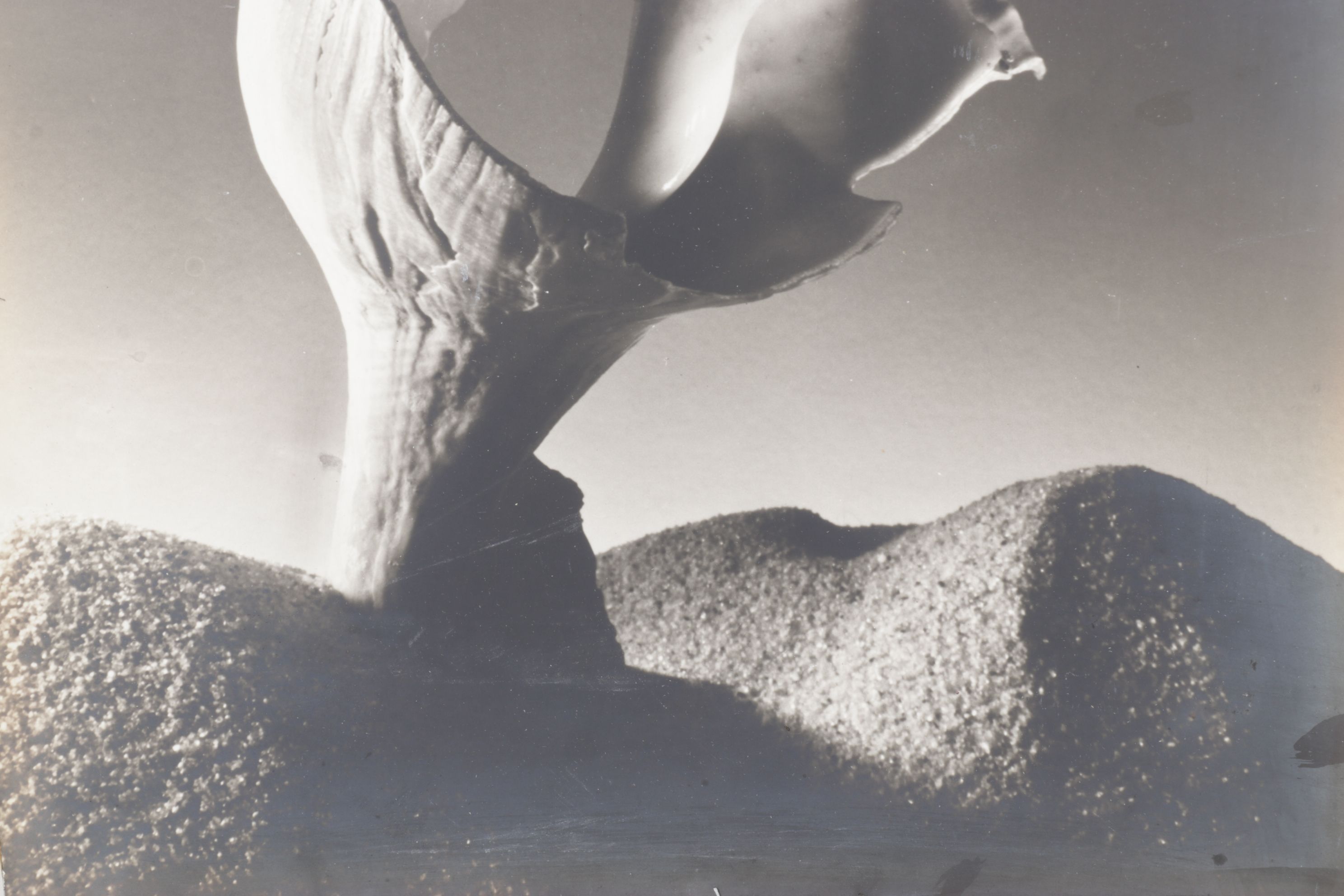 Ruth Bernhard Silver Gelatin Still Life Photograph of Spiral Seashell