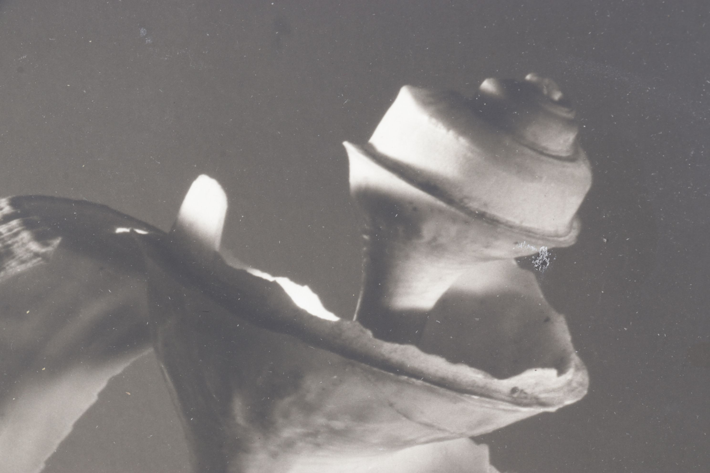 Ruth Bernhard Silver Gelatin Still Life Photograph of Spiral Seashell