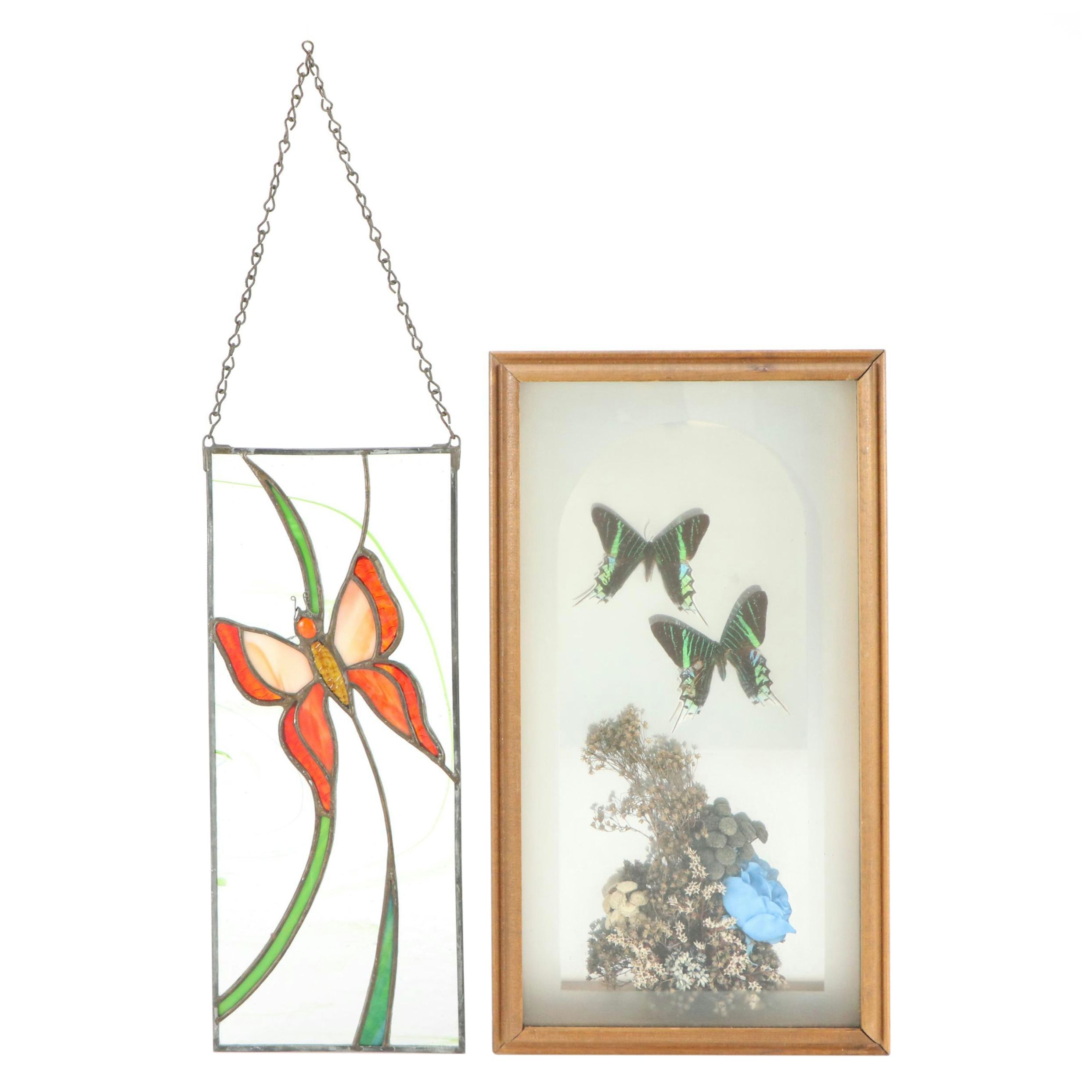 Green Banded Urania Moth Specimen Display with Stained Glass Sun-catcher