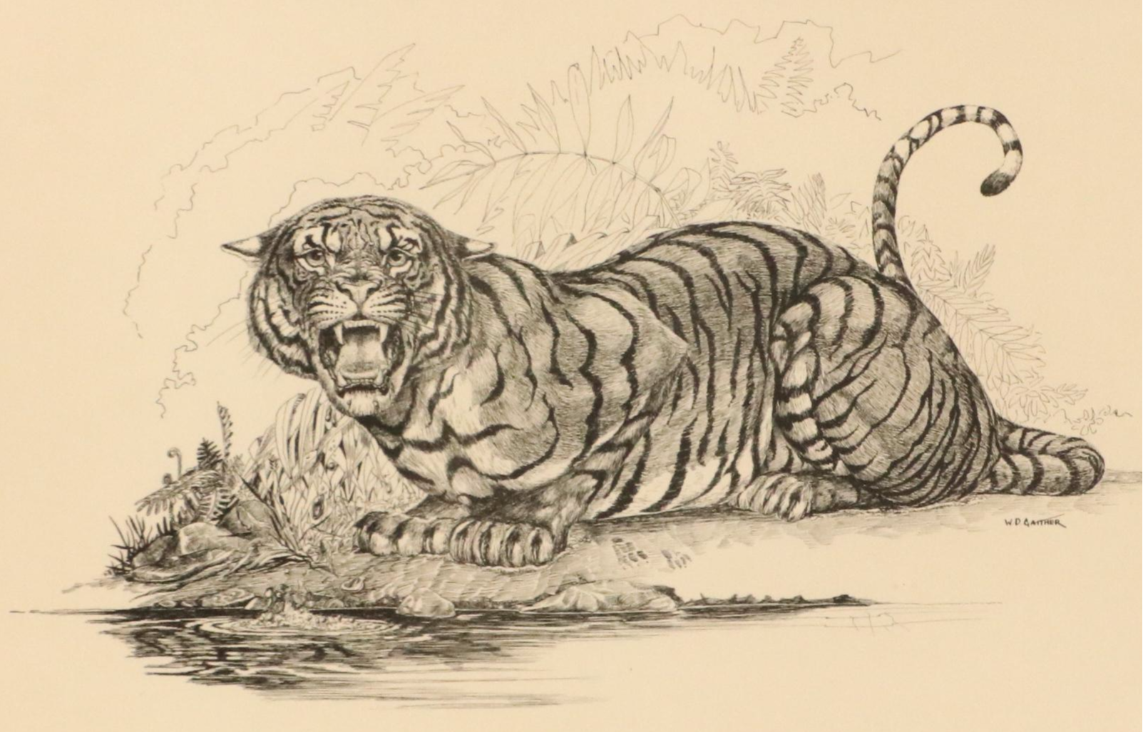 W. D. Gaither Lithograph "Bengal Tiger," 20th Century