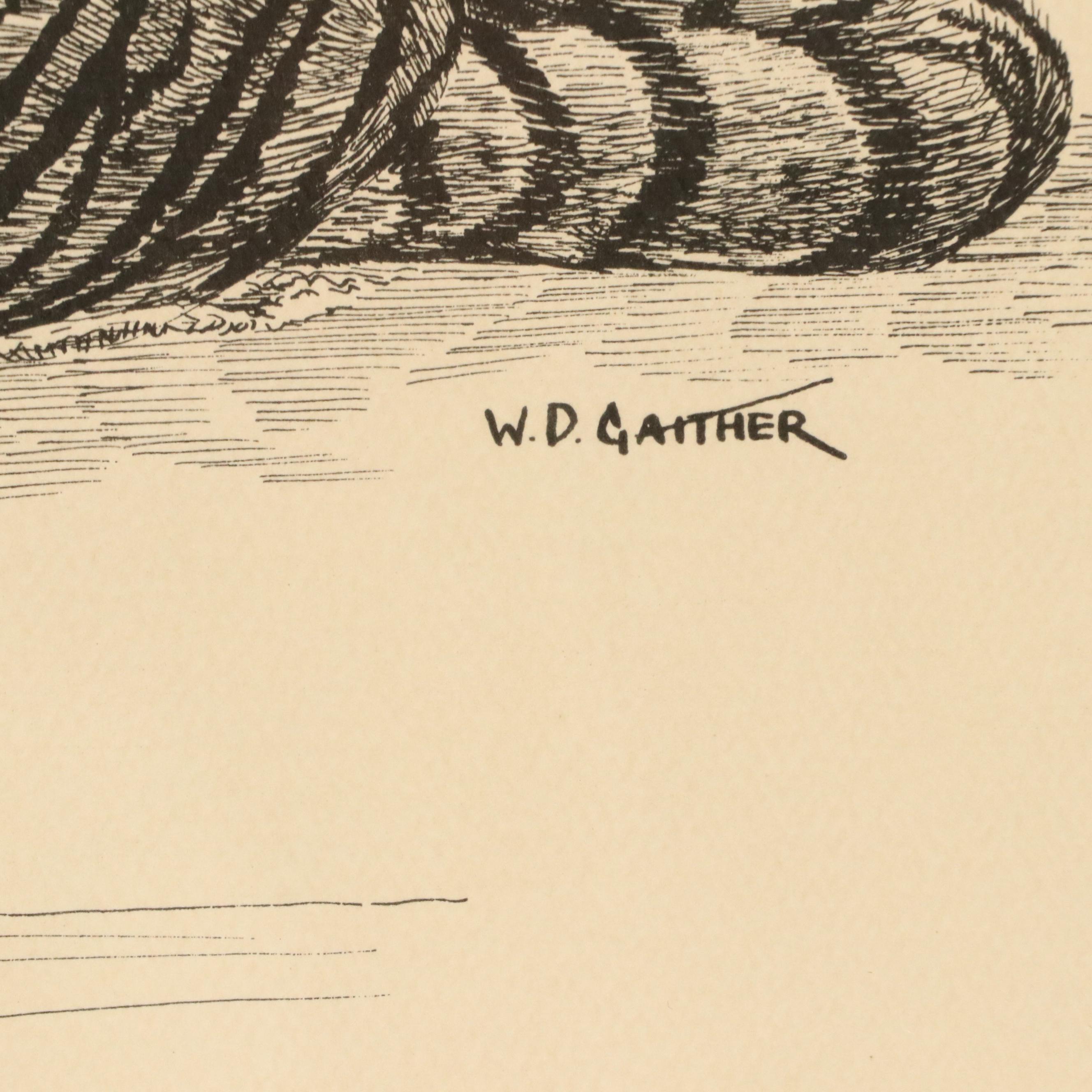 W. D. Gaither Lithograph "Bengal Tiger," 20th Century