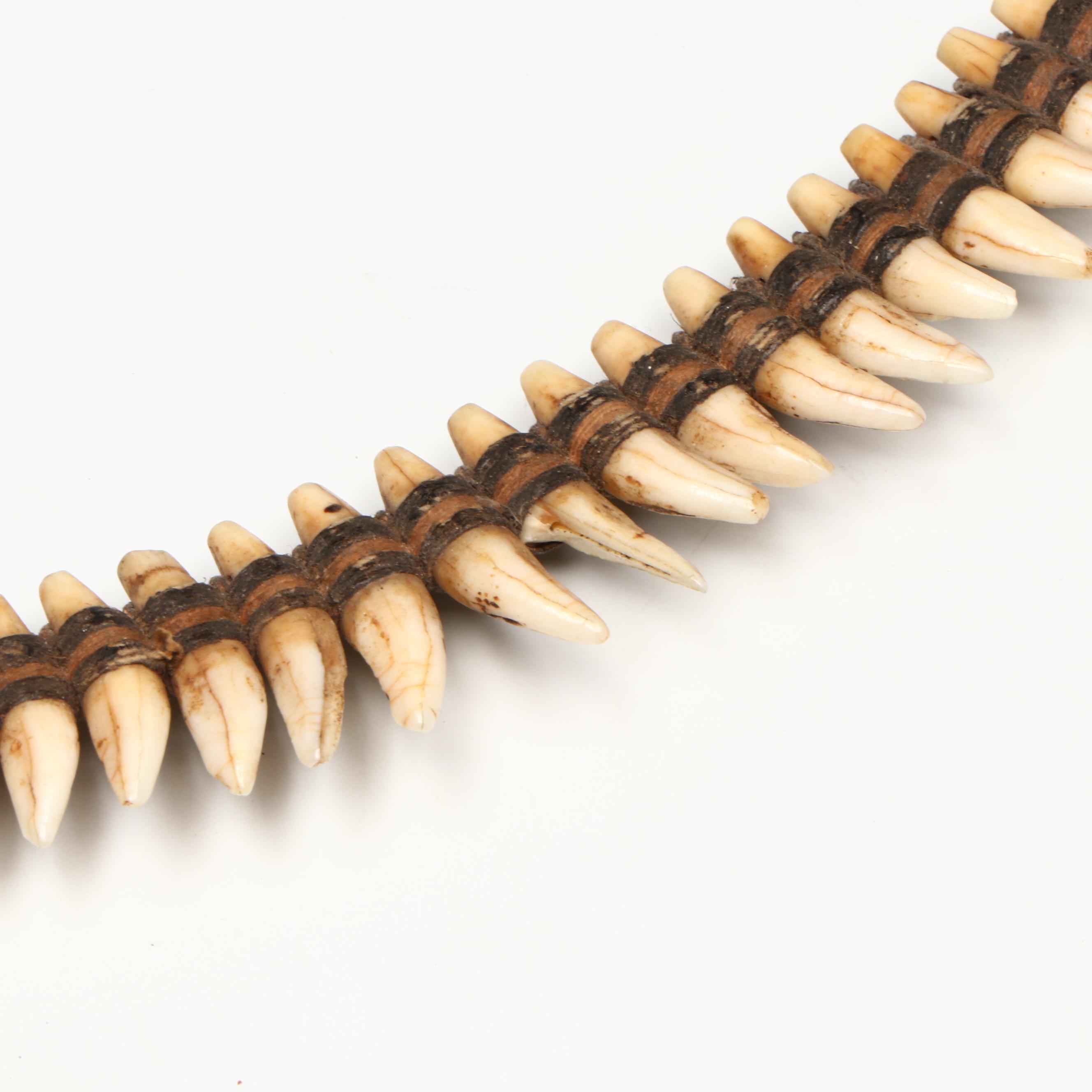 Papua New Guinea Boar Tusk Neck Ornament with Tree Kangaroo Necklace