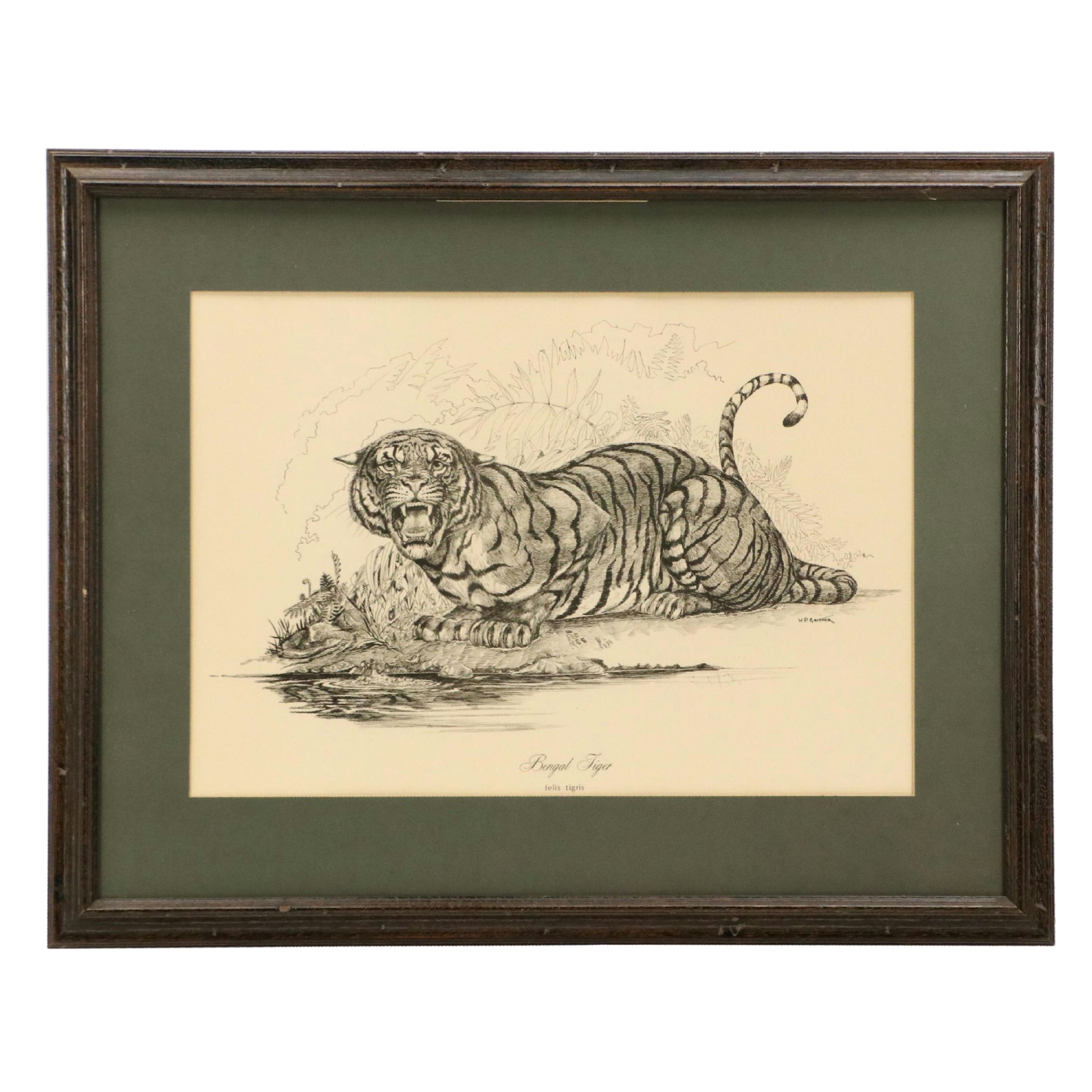 W. D. Gaither Lithograph "Bengal Tiger," 20th Century