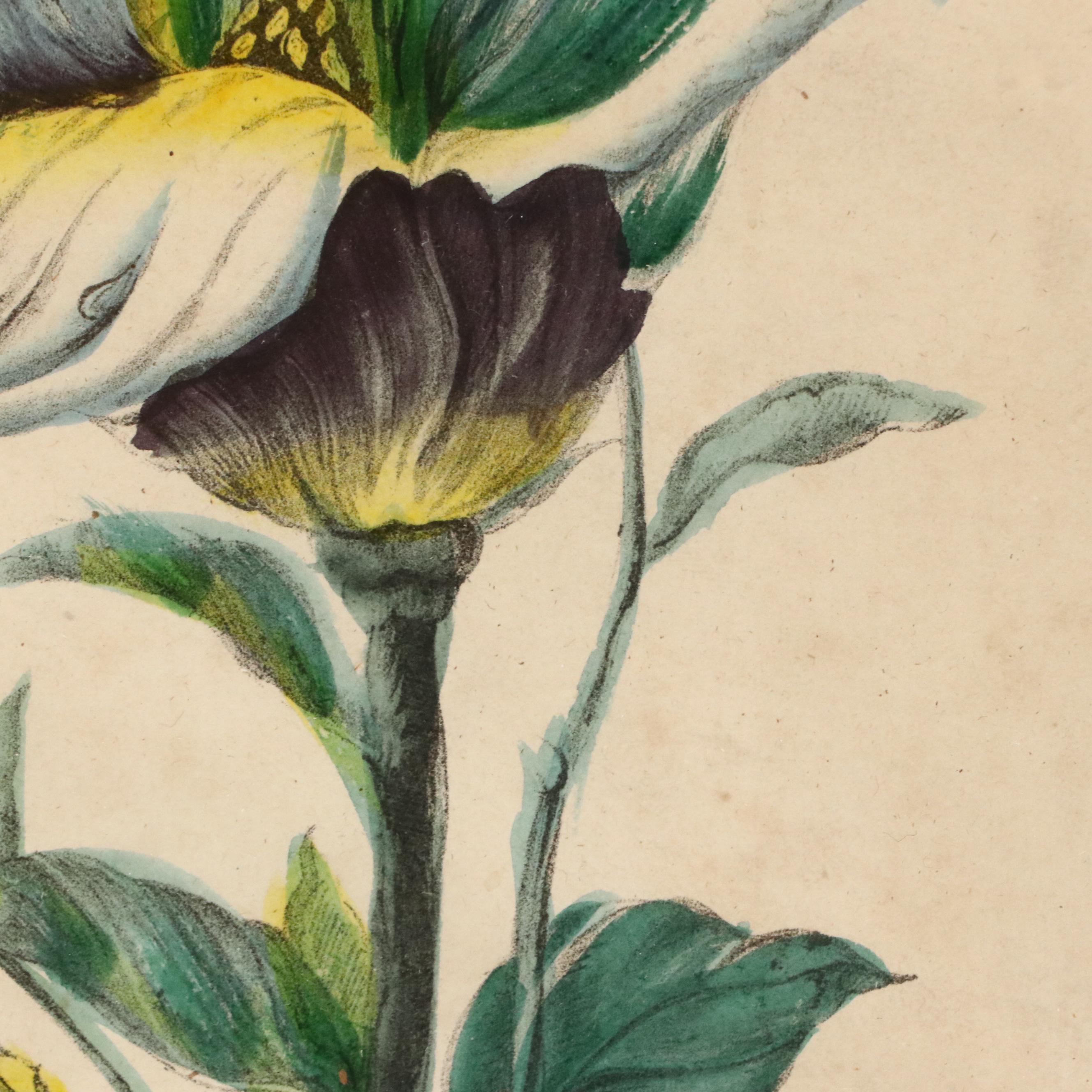 Hand-Colored Floral Lithograph "Chinese Magnolia"