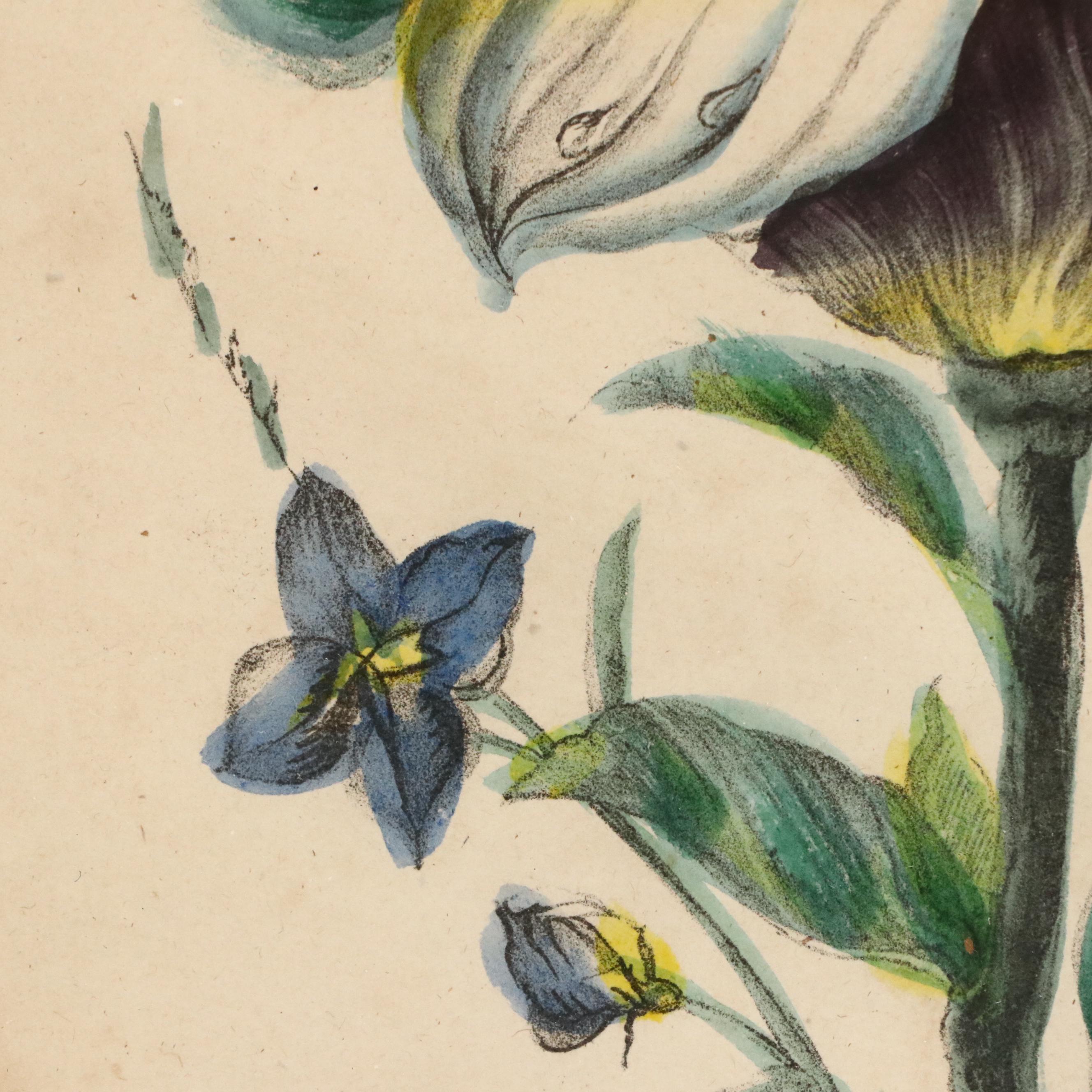 Hand-Colored Floral Lithograph "Chinese Magnolia"