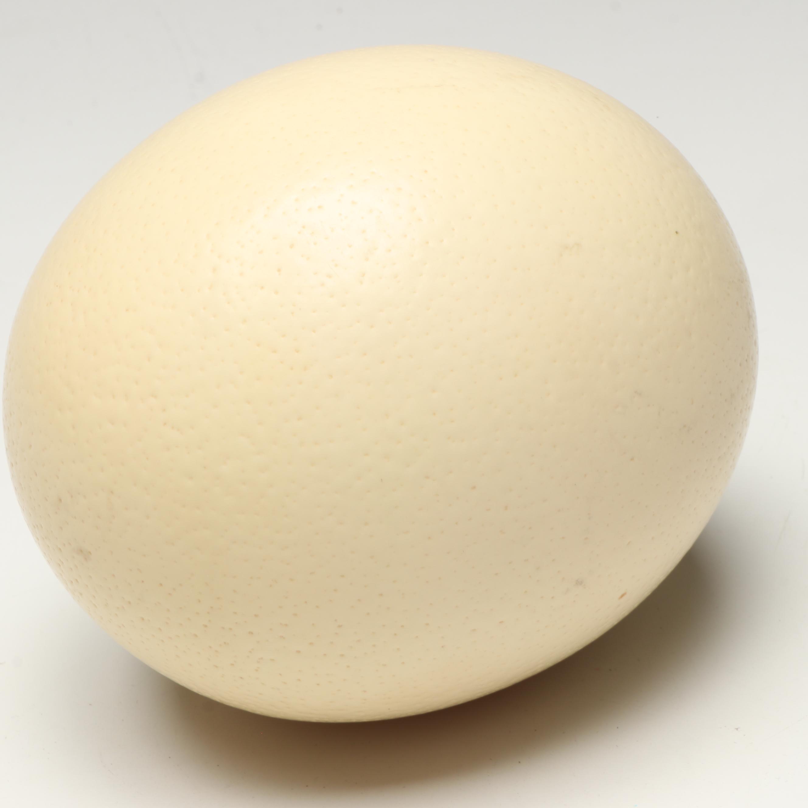 African Coiled Basketry Bowl with Ostrich Eggs