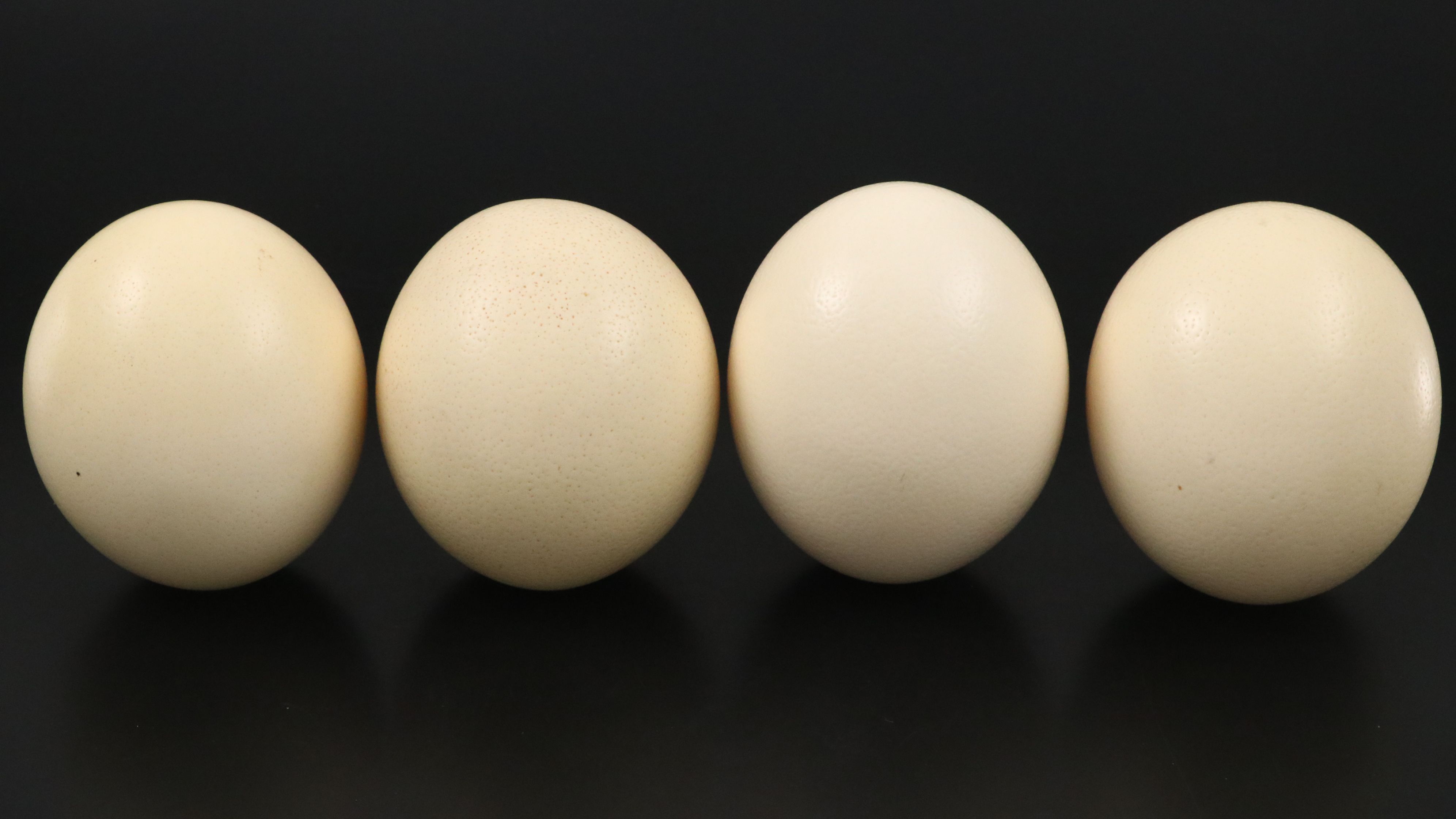 African Coiled Basketry Bowl with Ostrich Eggs