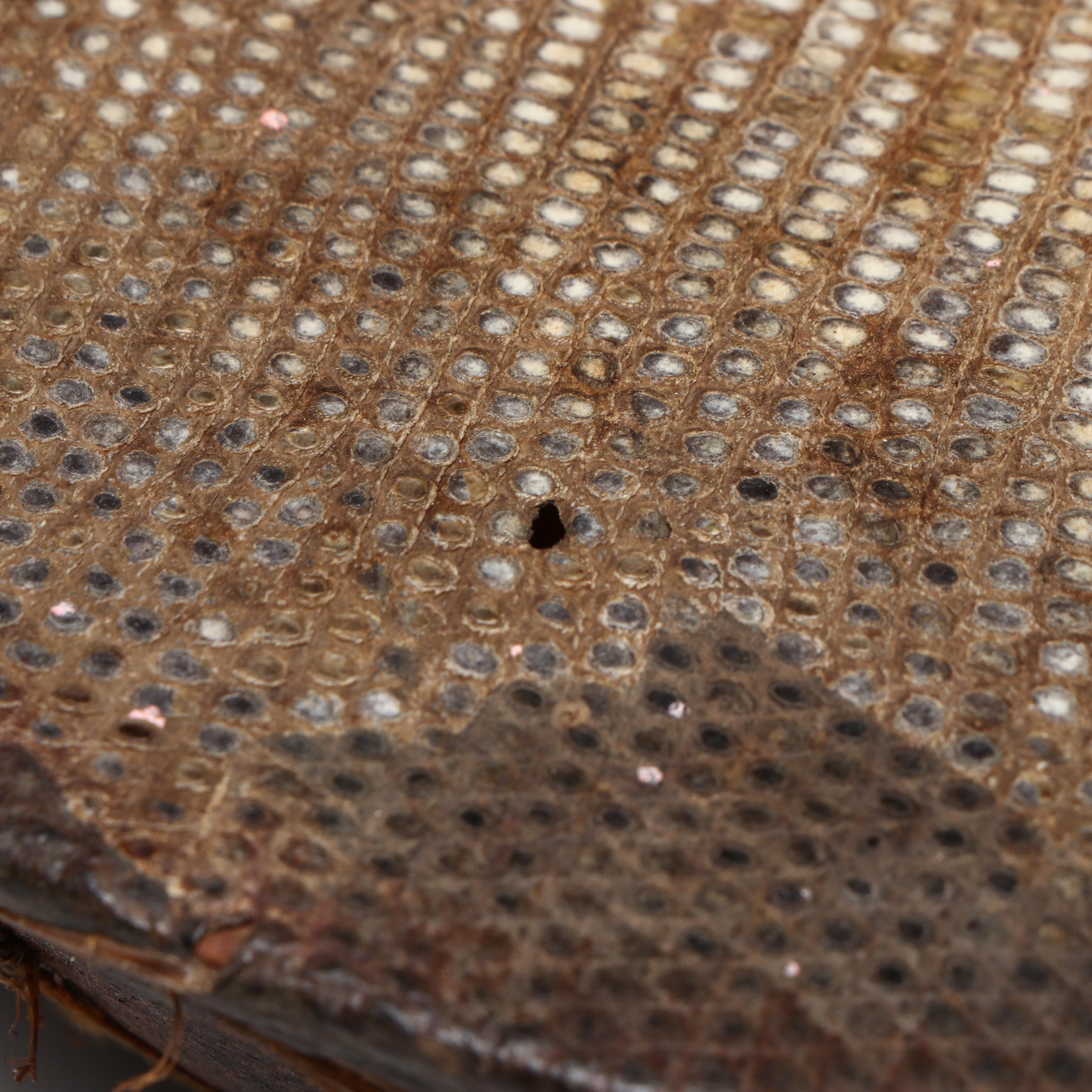 Southeast Asian Reptile Skin and Ceramic Drum