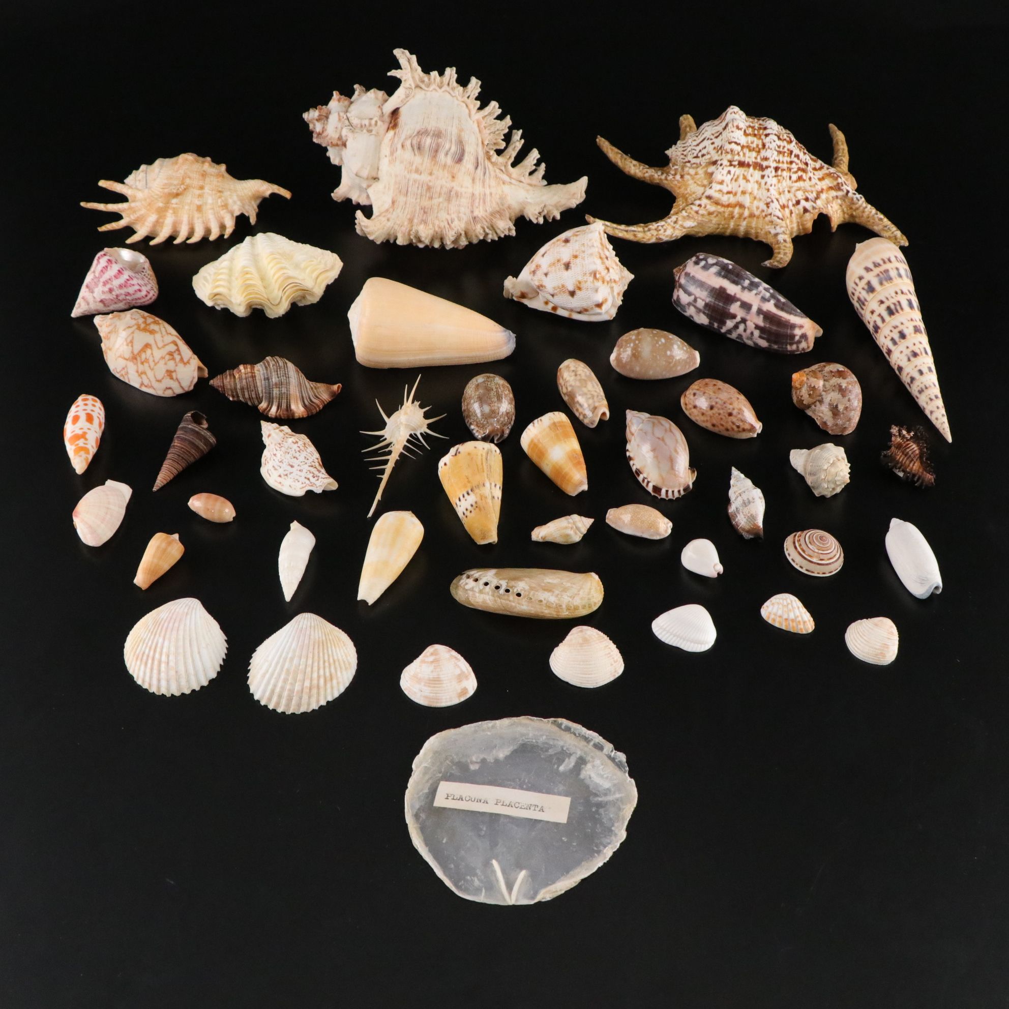 Murex, Cone Snail, Cockle & Other Shell Collections