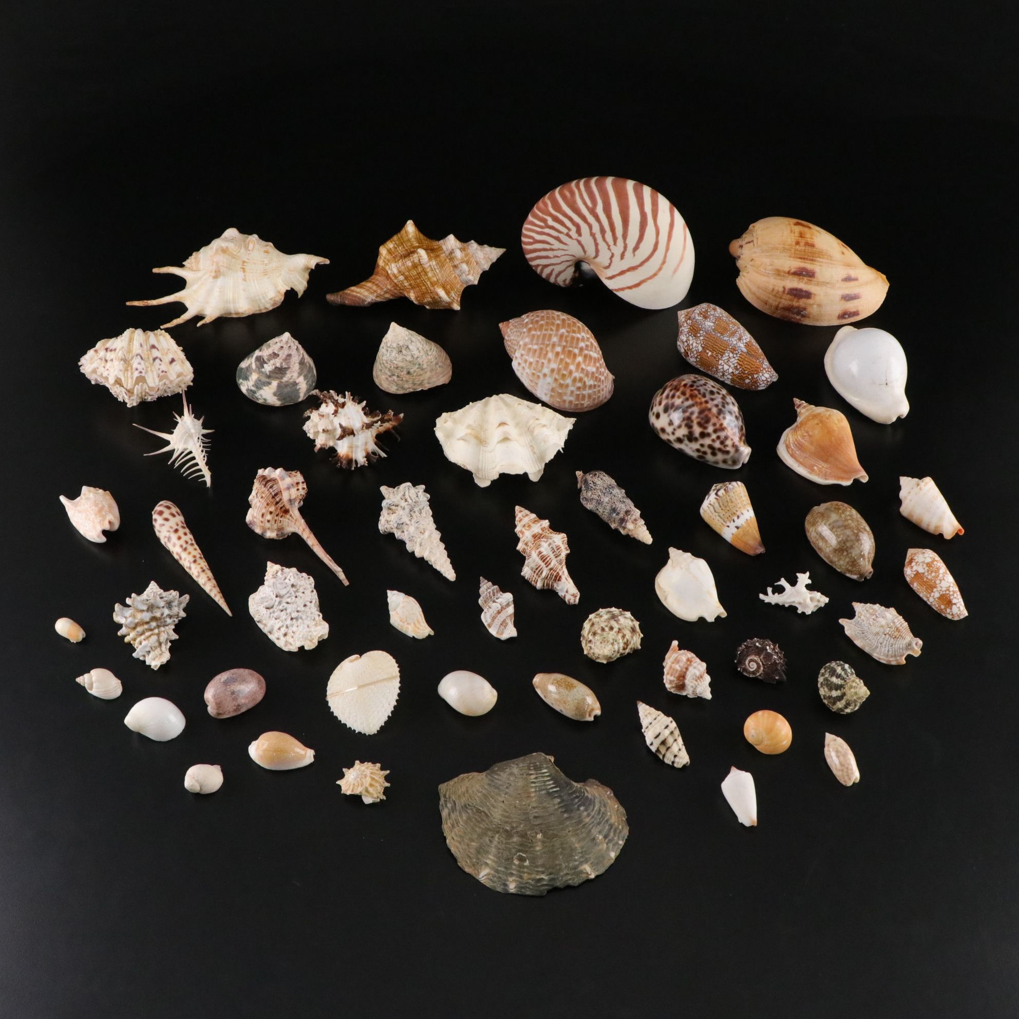 Cowrie, Conch, Cone & Other Shell Collections