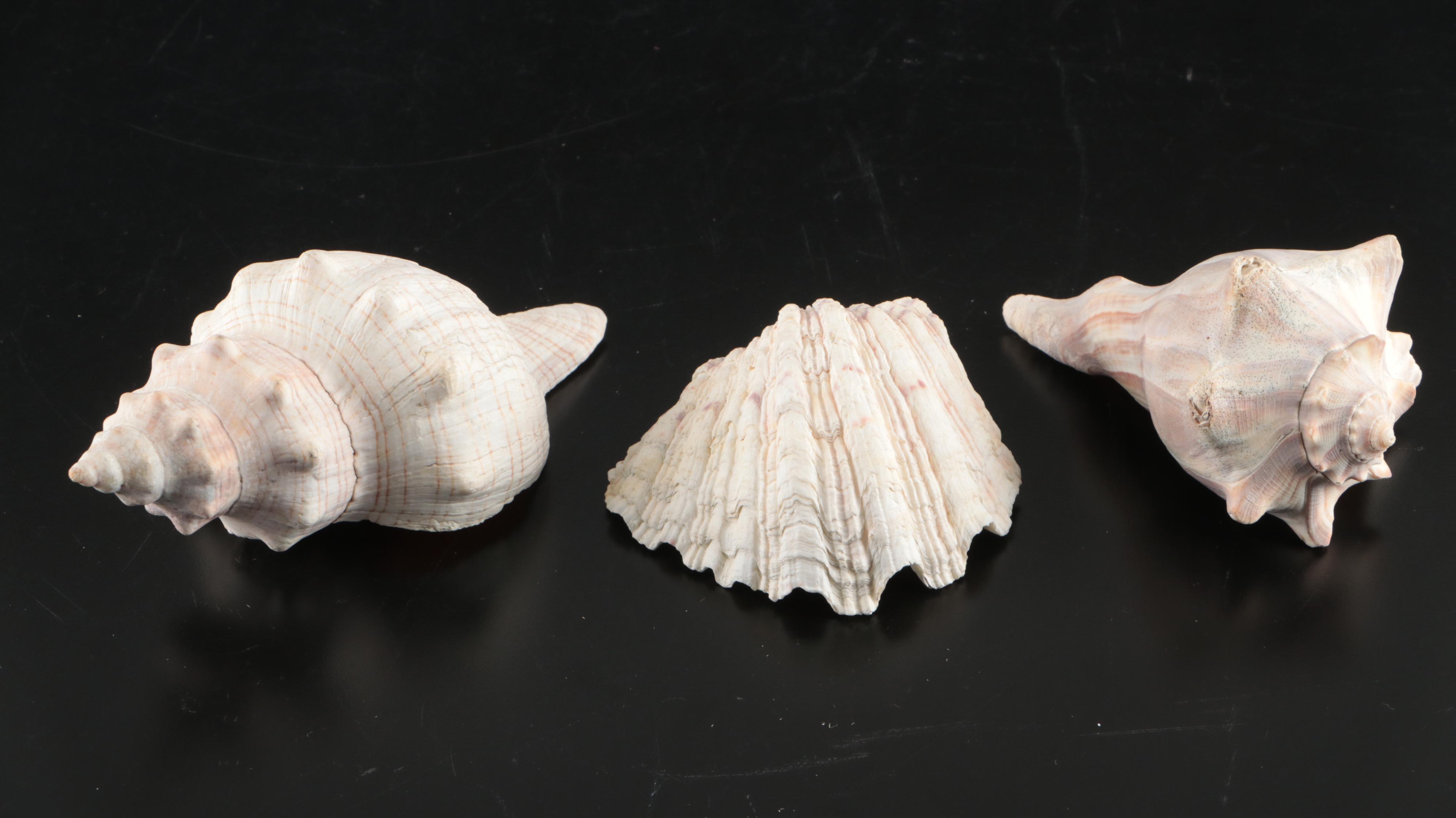 Ceramic Vase Collection with Metal Coasters, Clam and Lighting Whelks, More