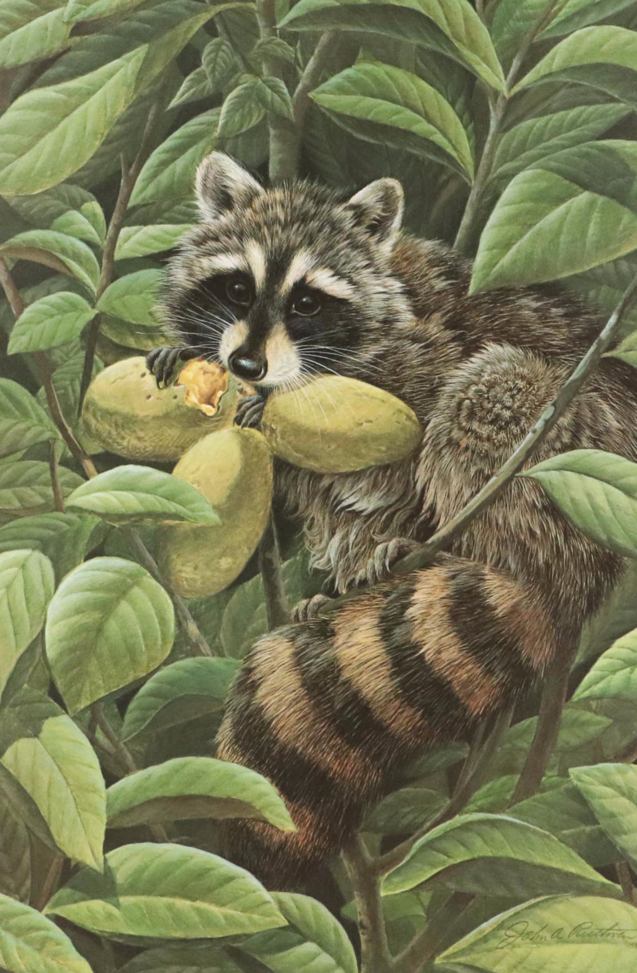 John A. Ruthven Raccoon Offset Lithograph "Papaw Bandit"