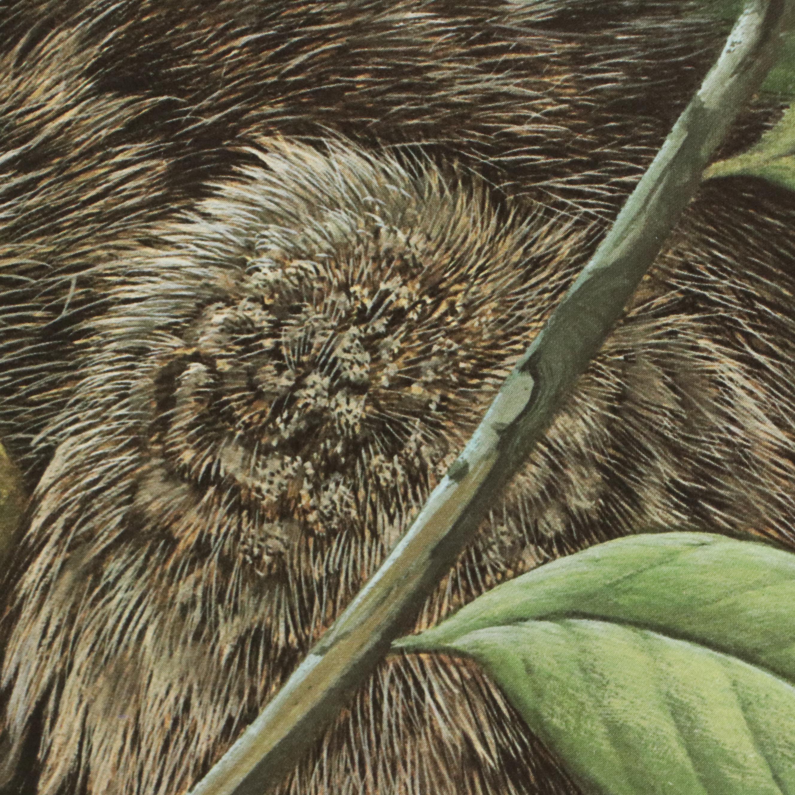 John A. Ruthven Raccoon Offset Lithograph "Papaw Bandit"