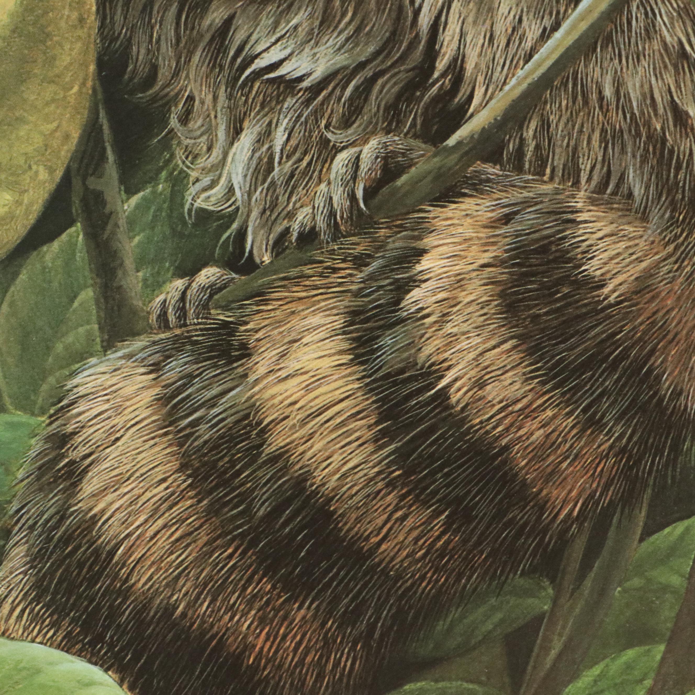 John A. Ruthven Raccoon Offset Lithograph "Papaw Bandit"