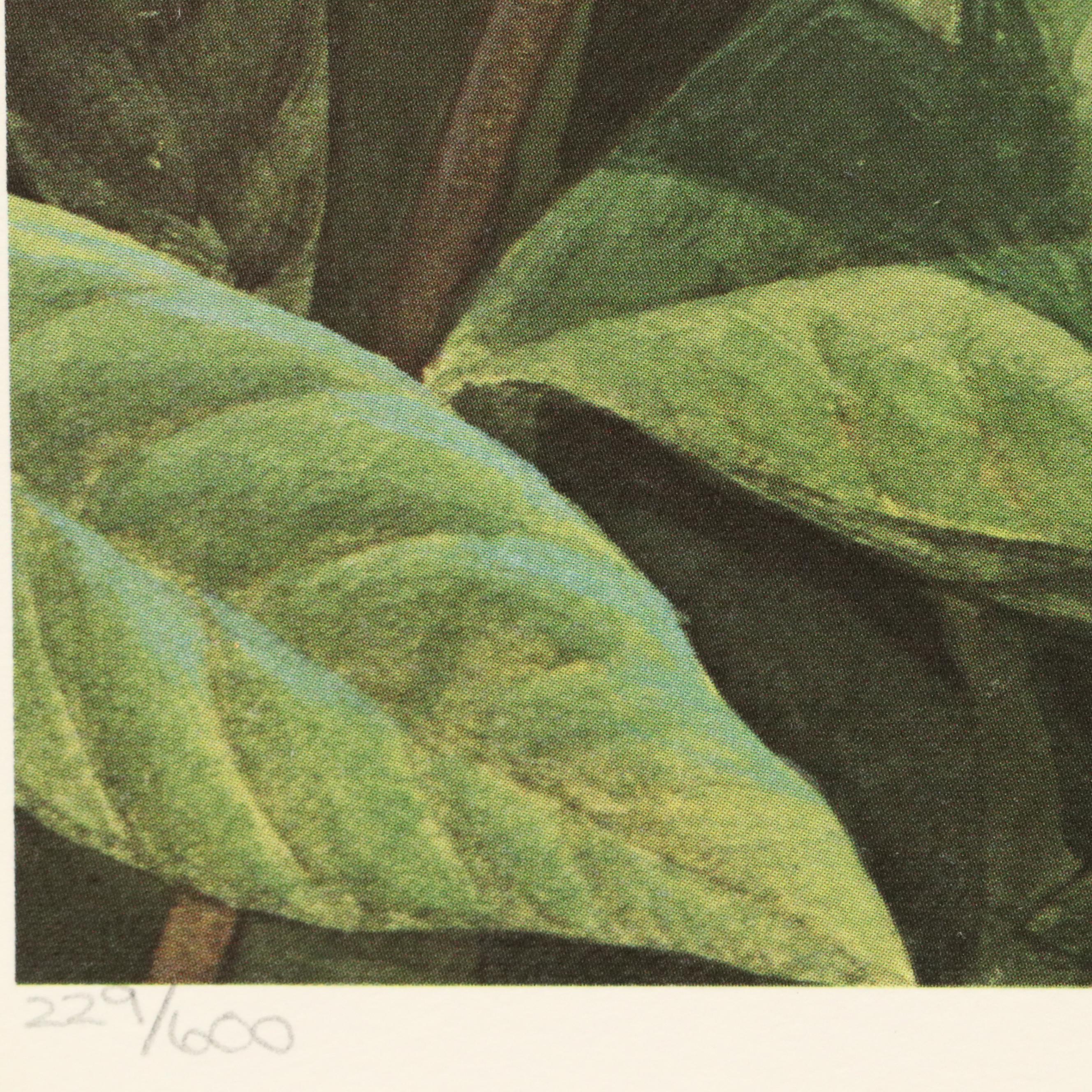 John A. Ruthven Raccoon Offset Lithograph "Papaw Bandit"