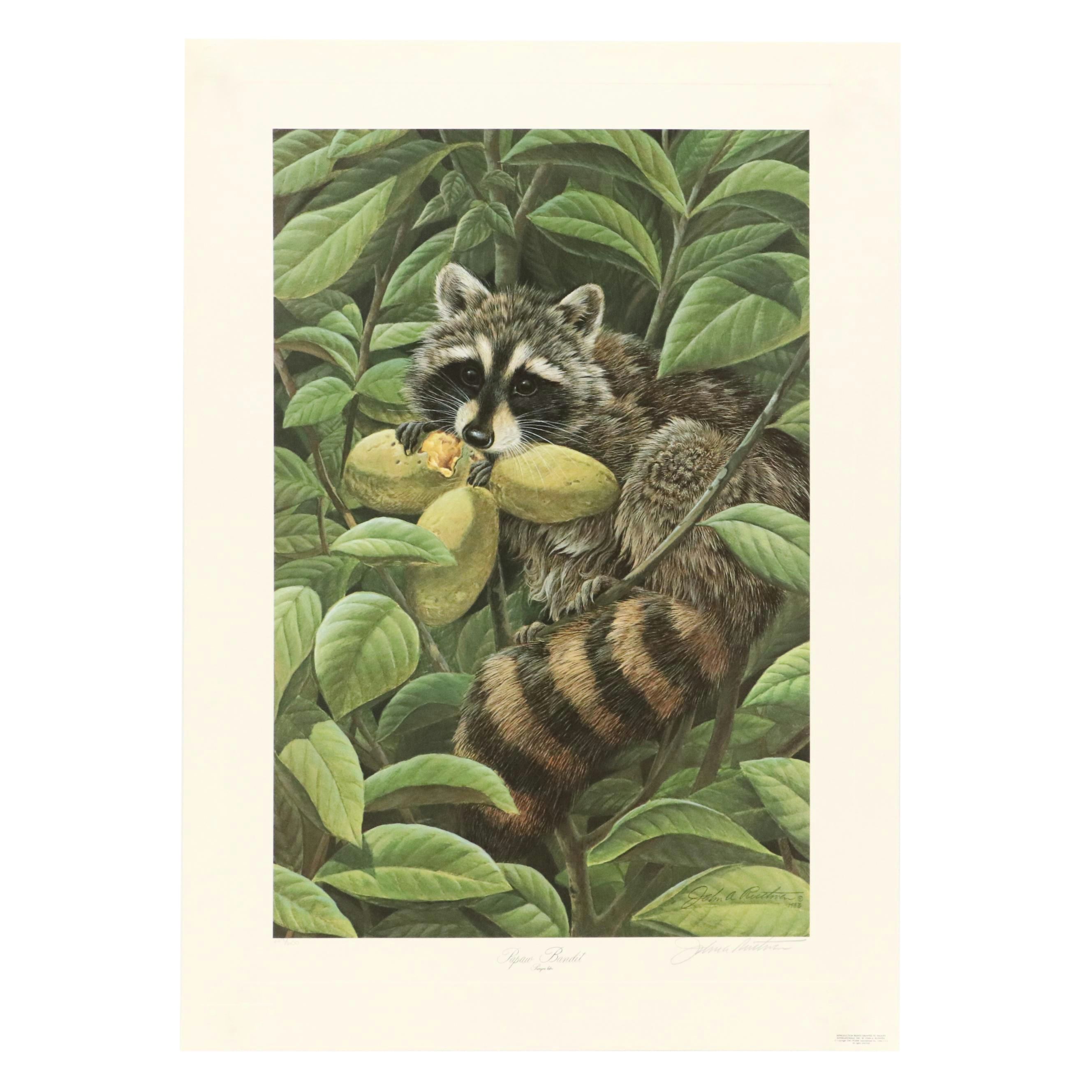 John A. Ruthven Raccoon Offset Lithograph "Papaw Bandit"
