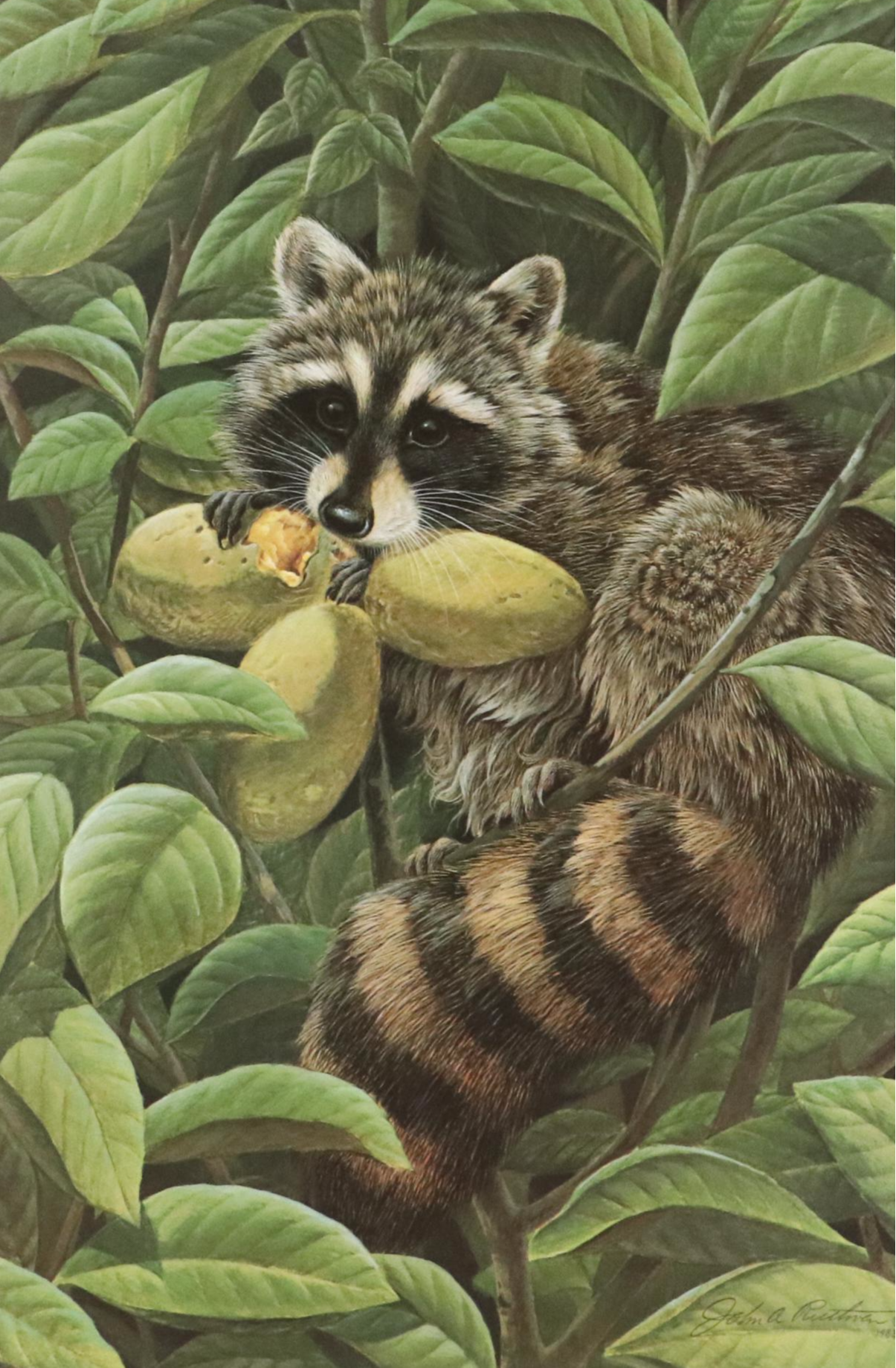 John A. Ruthven Raccoon Offset Lithograph "Papaw Bandit"
