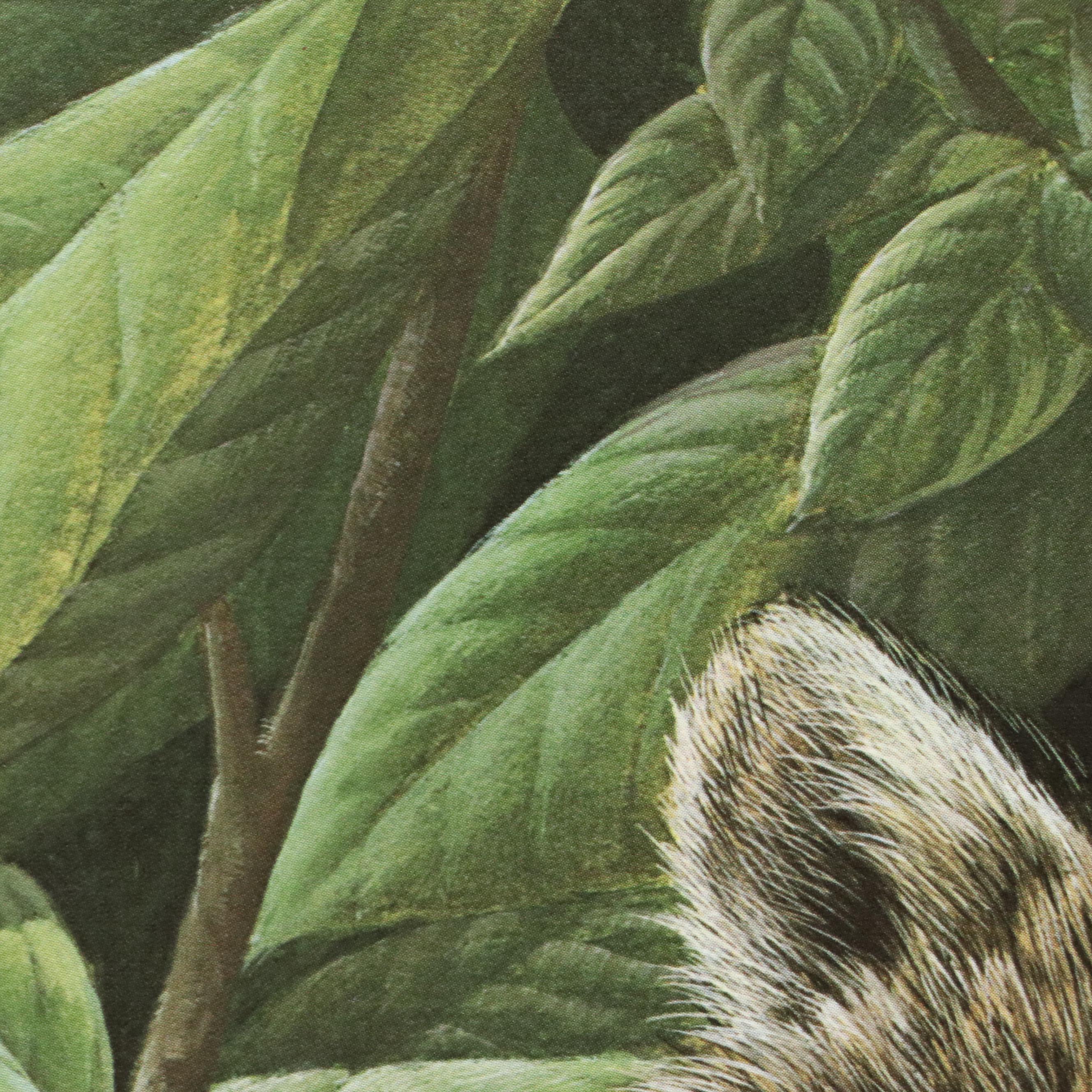 John A. Ruthven Raccoon Offset Lithograph "Papaw Bandit"