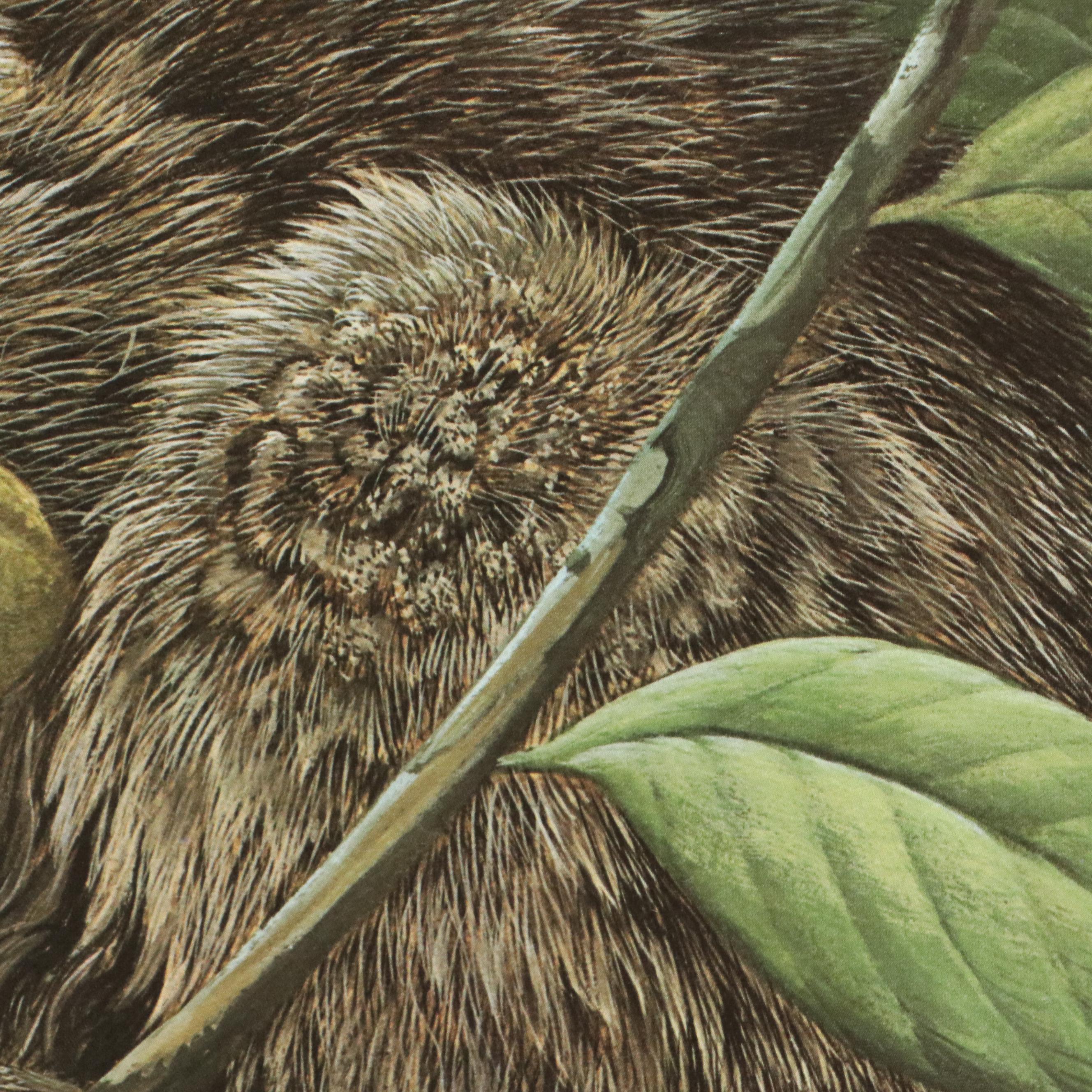 John A. Ruthven Raccoon Offset Lithograph "Papaw Bandit"