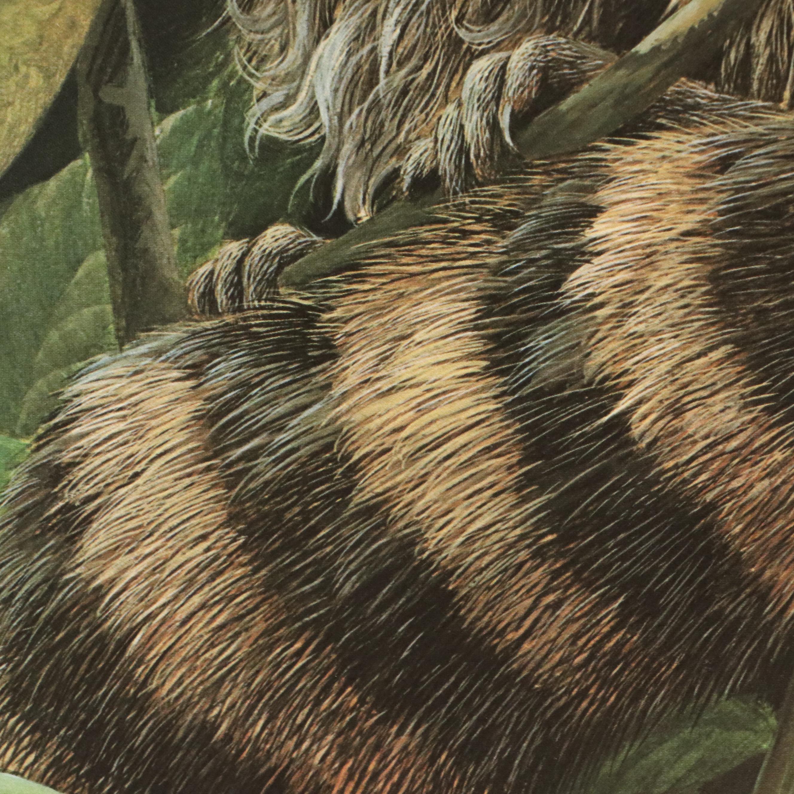 John A. Ruthven Raccoon Offset Lithograph "Papaw Bandit"