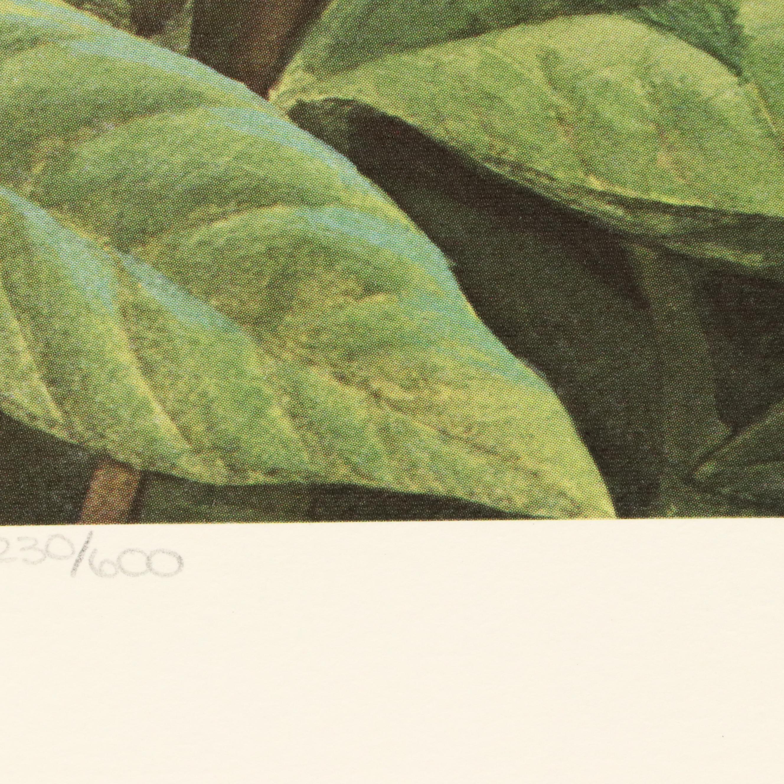 John A. Ruthven Raccoon Offset Lithograph "Papaw Bandit"