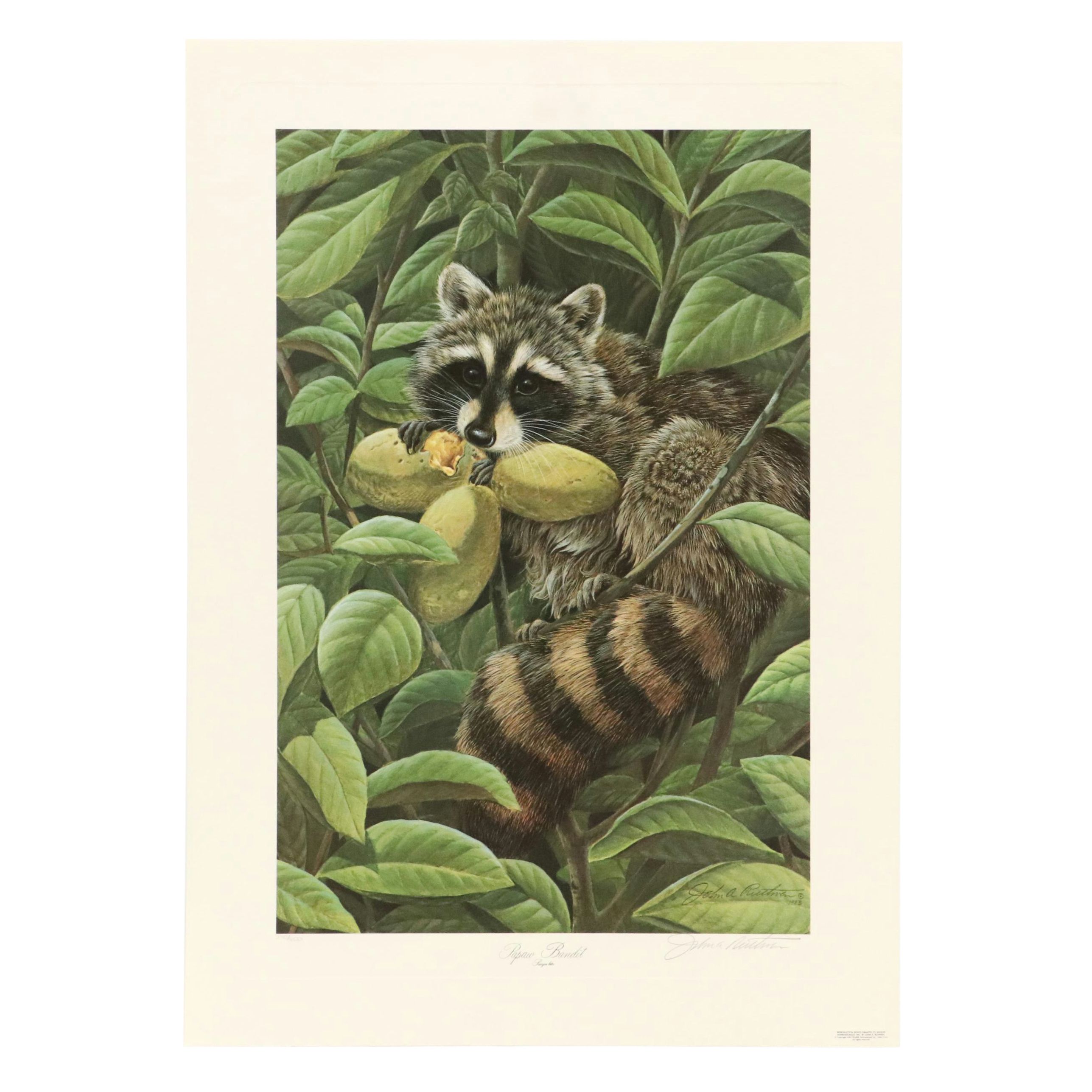 John A. Ruthven Raccoon Offset Lithograph "Papaw Bandit"