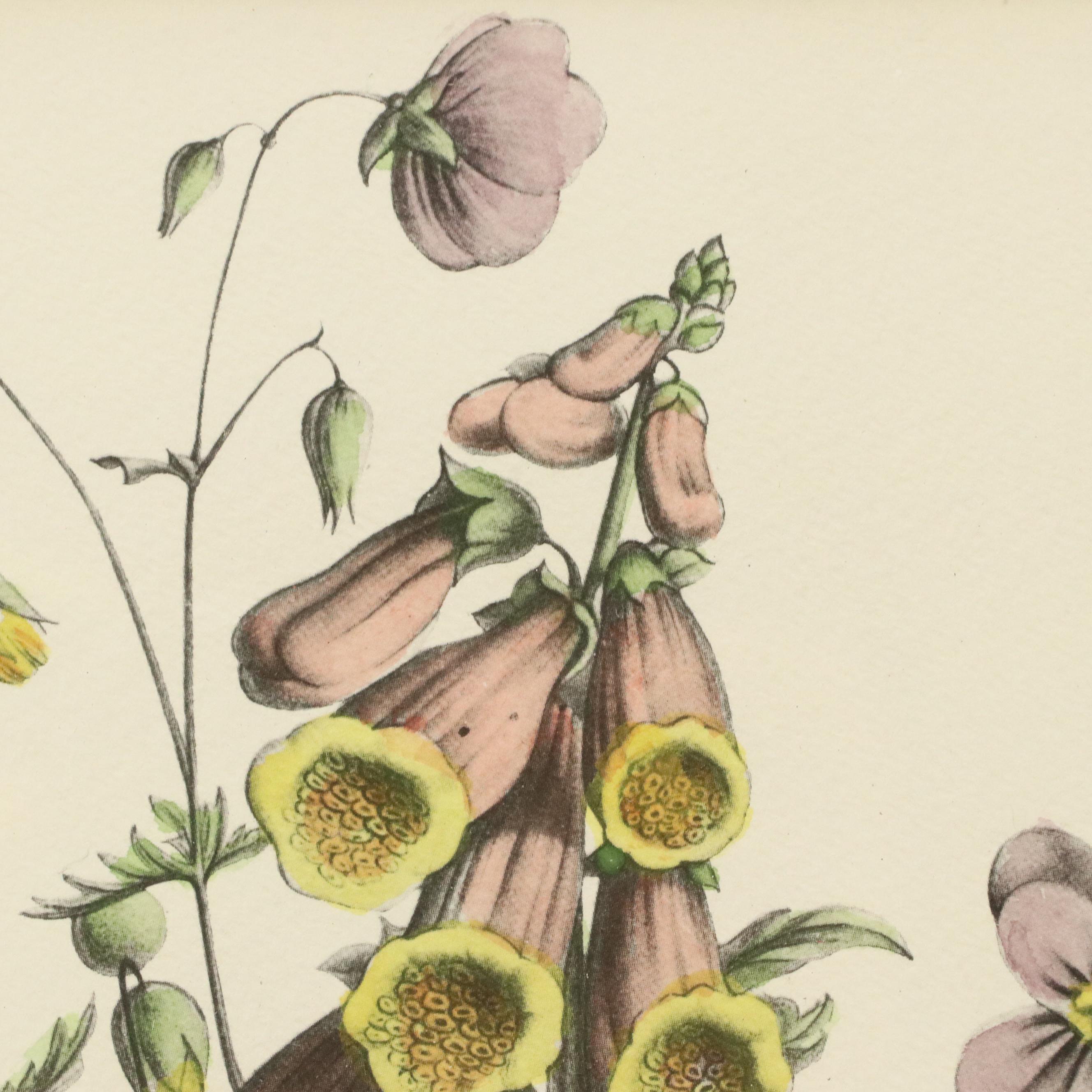 Botanical Halftone Prints After Jean-Louis Prévost