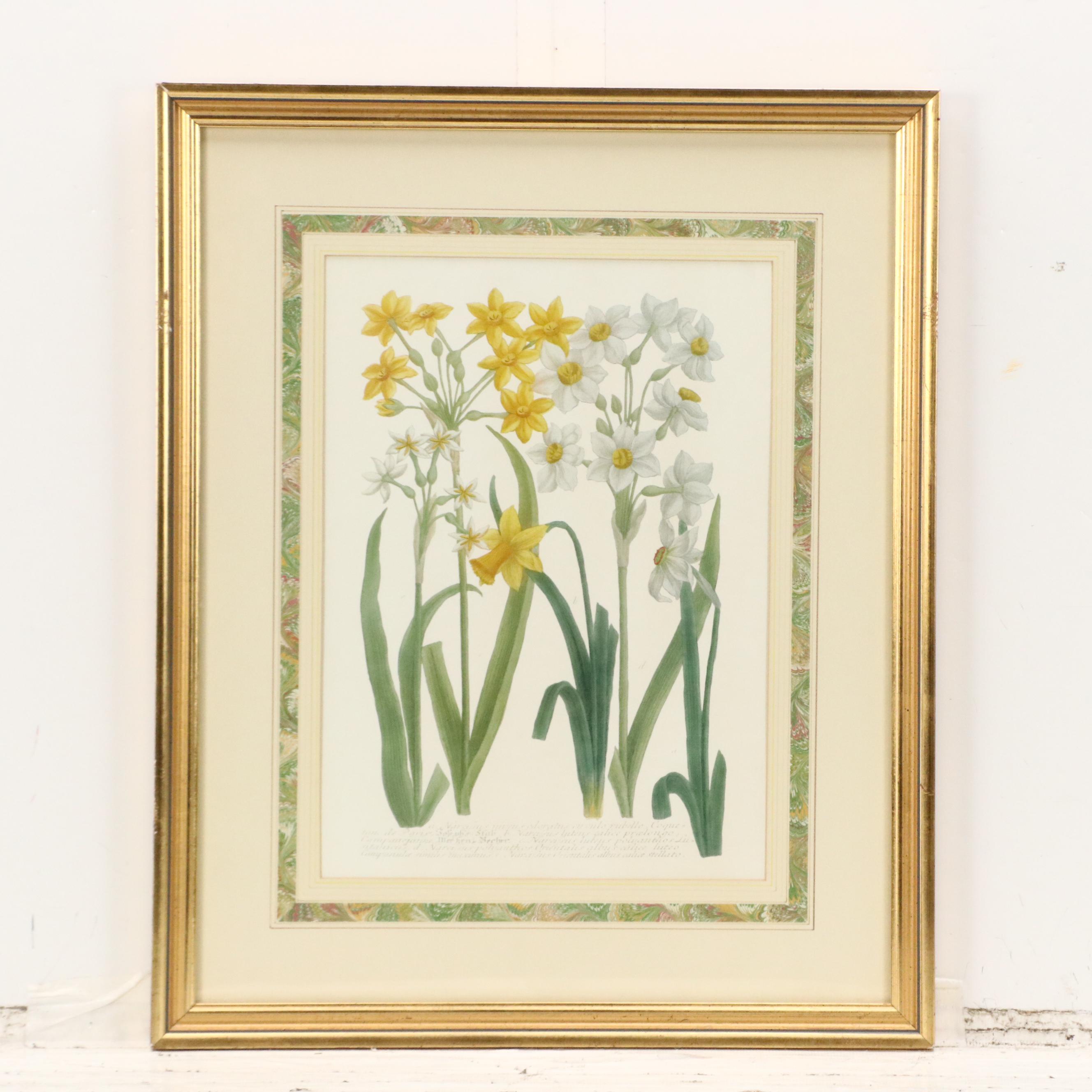 Botanical Offset Lithographs of Daffodils