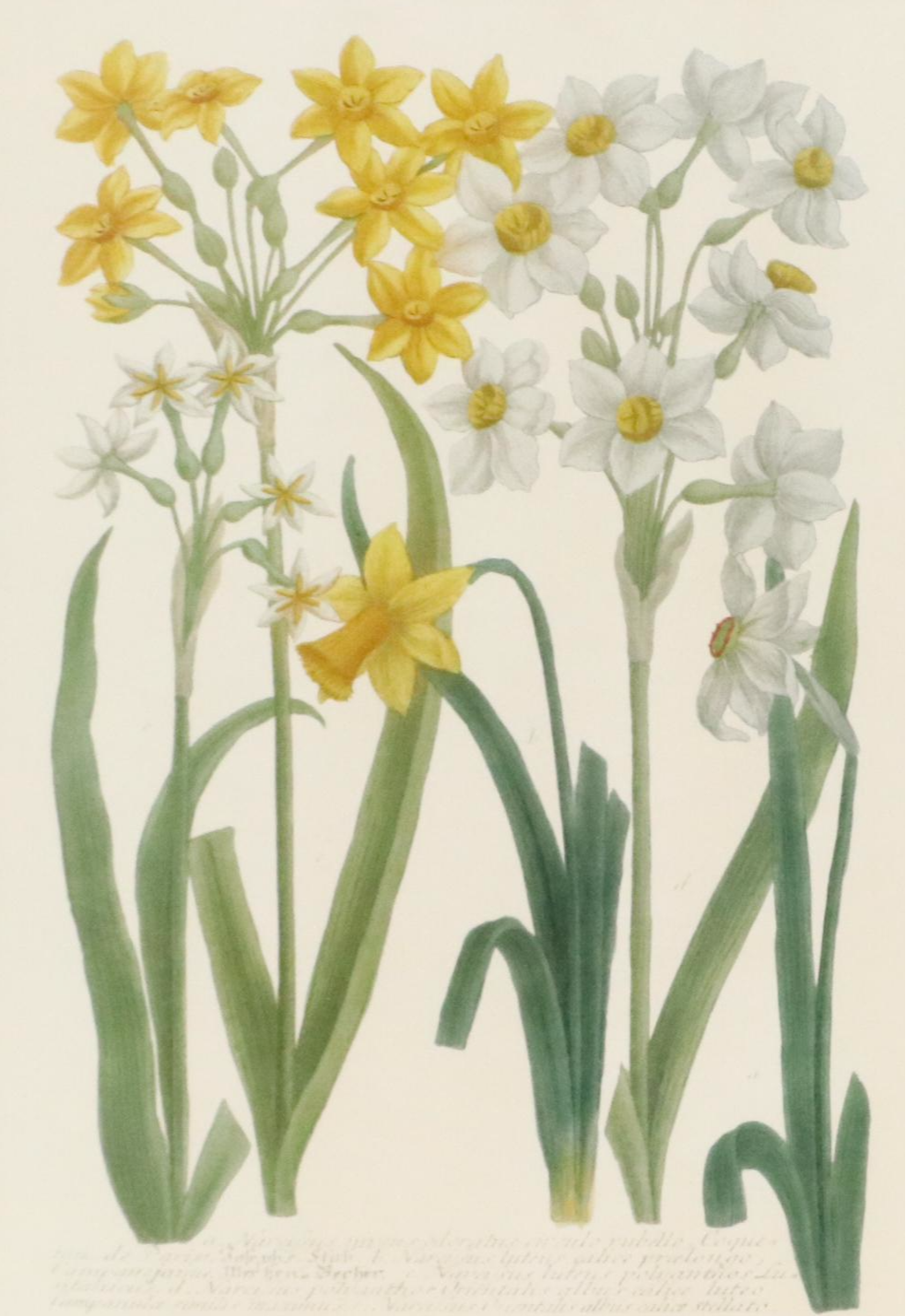 Botanical Offset Lithographs of Daffodils