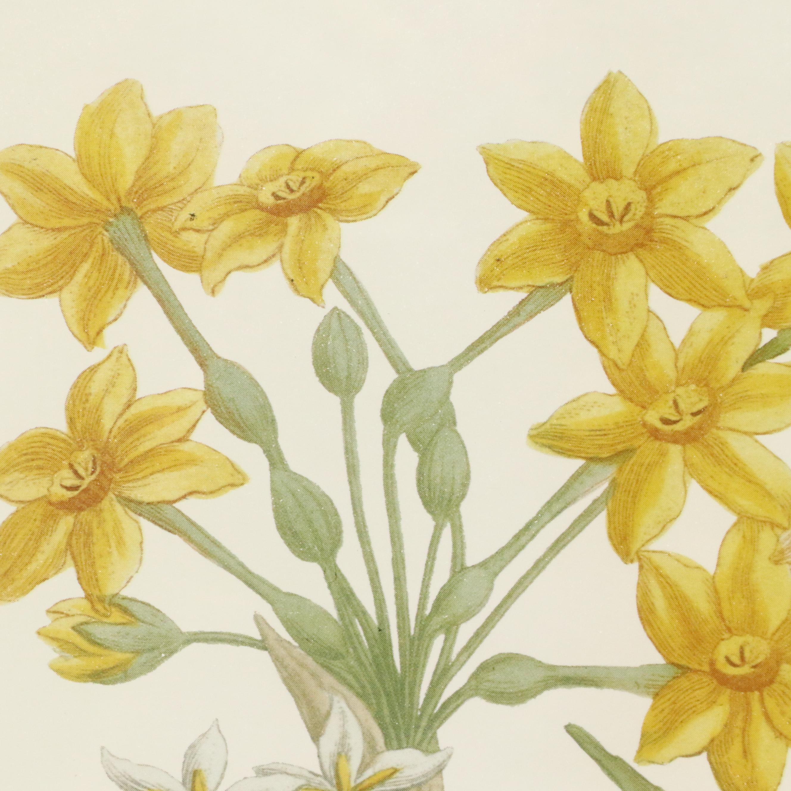 Botanical Offset Lithographs of Daffodils