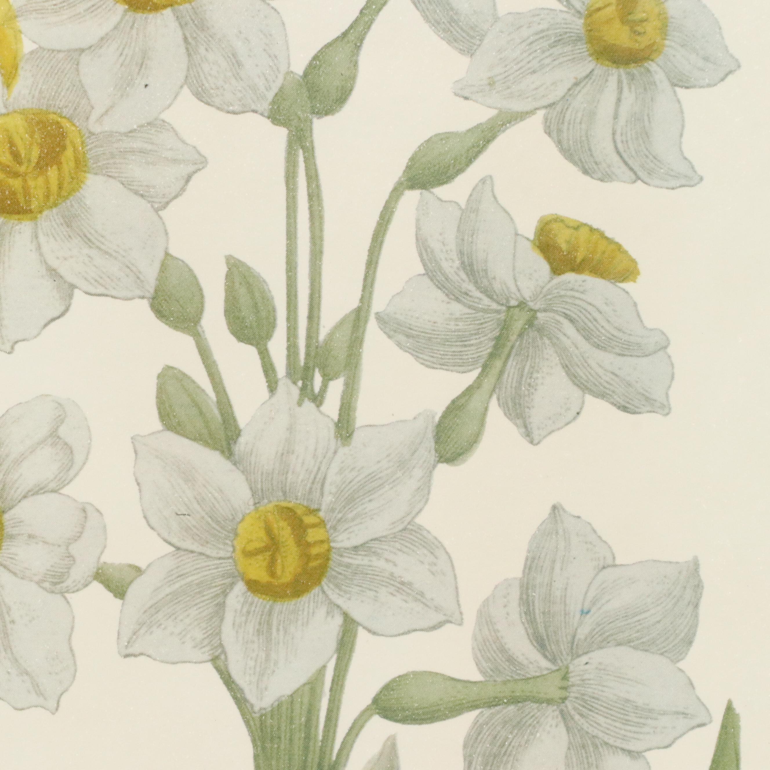 Botanical Offset Lithographs of Daffodils