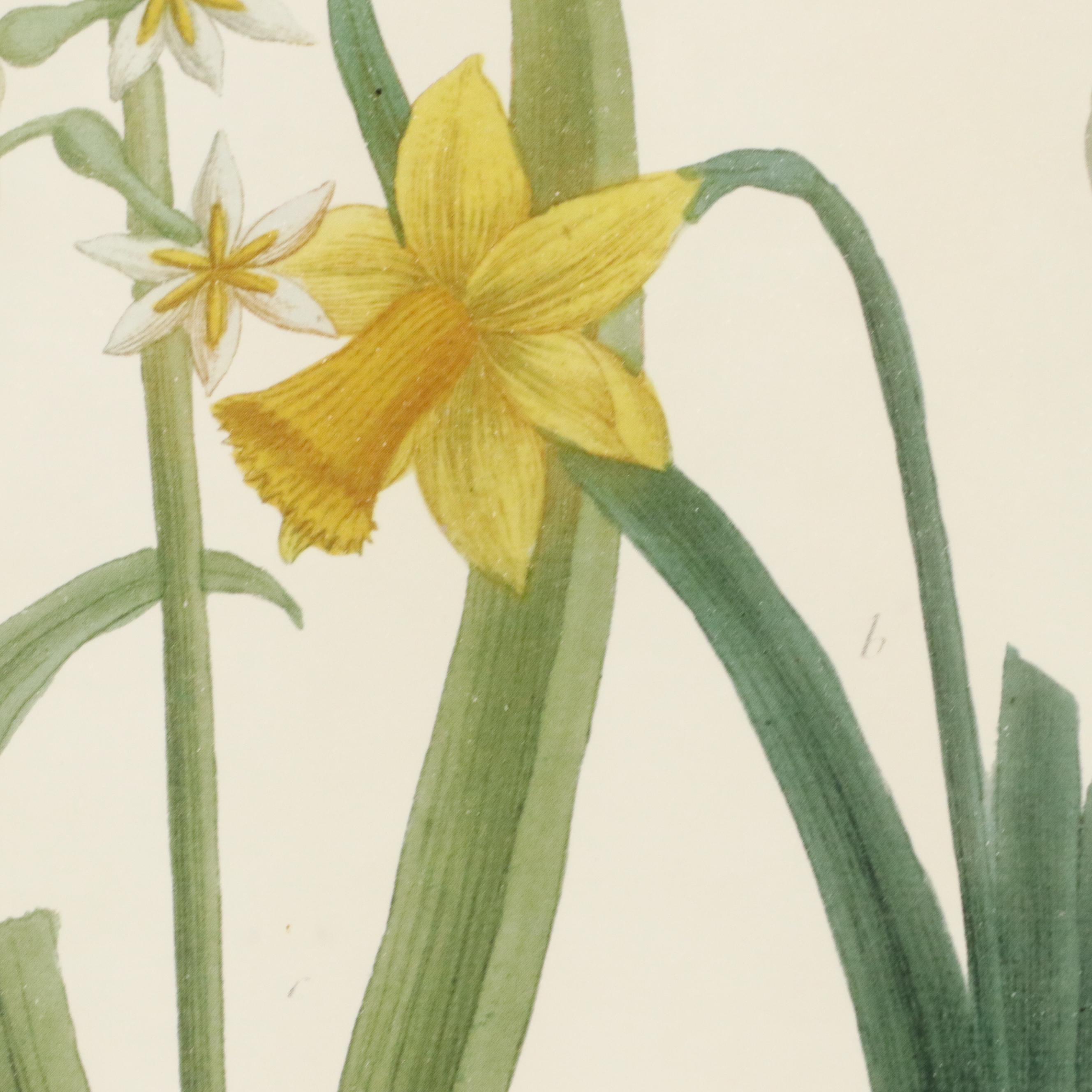 Botanical Offset Lithographs of Daffodils