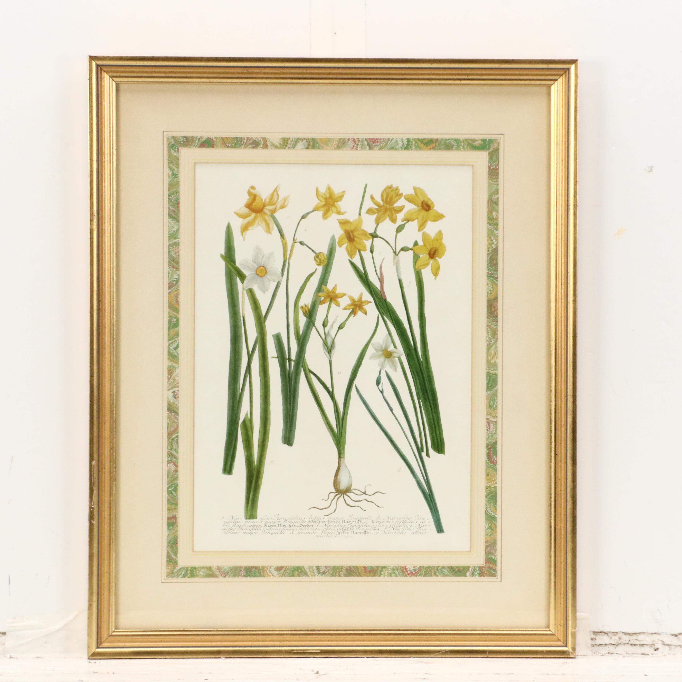 Botanical Offset Lithographs of Daffodils