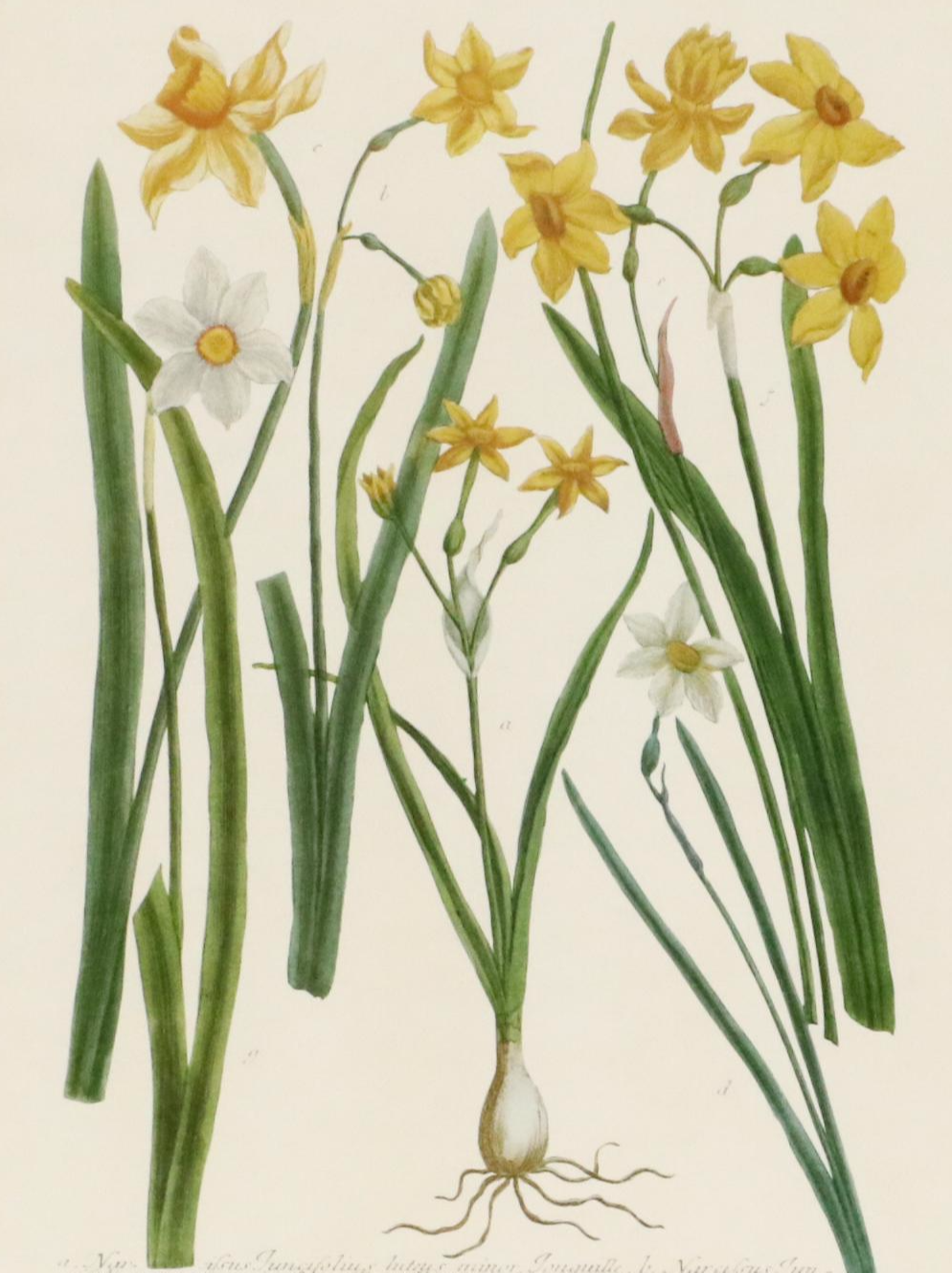 Botanical Offset Lithographs of Daffodils