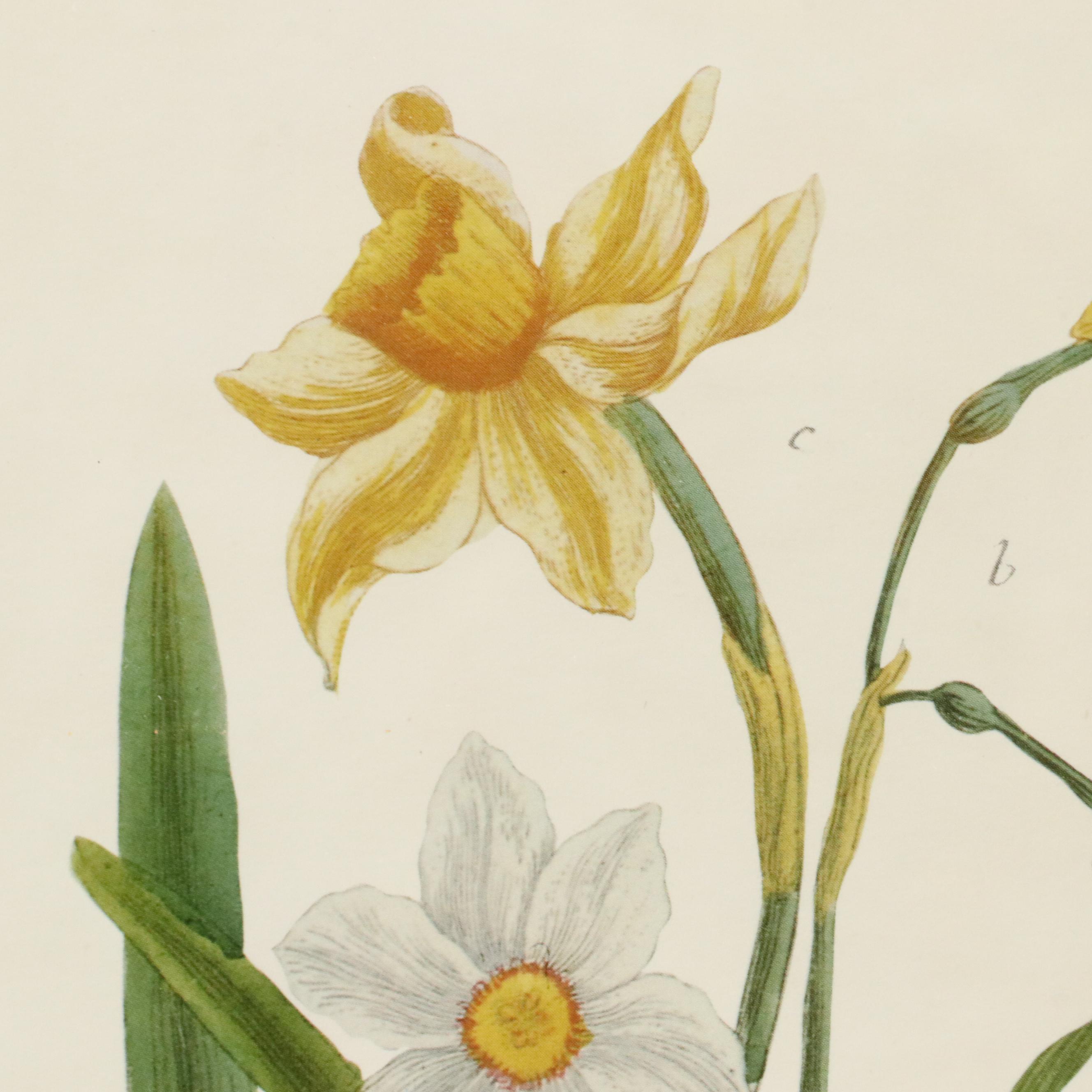 Botanical Offset Lithographs of Daffodils