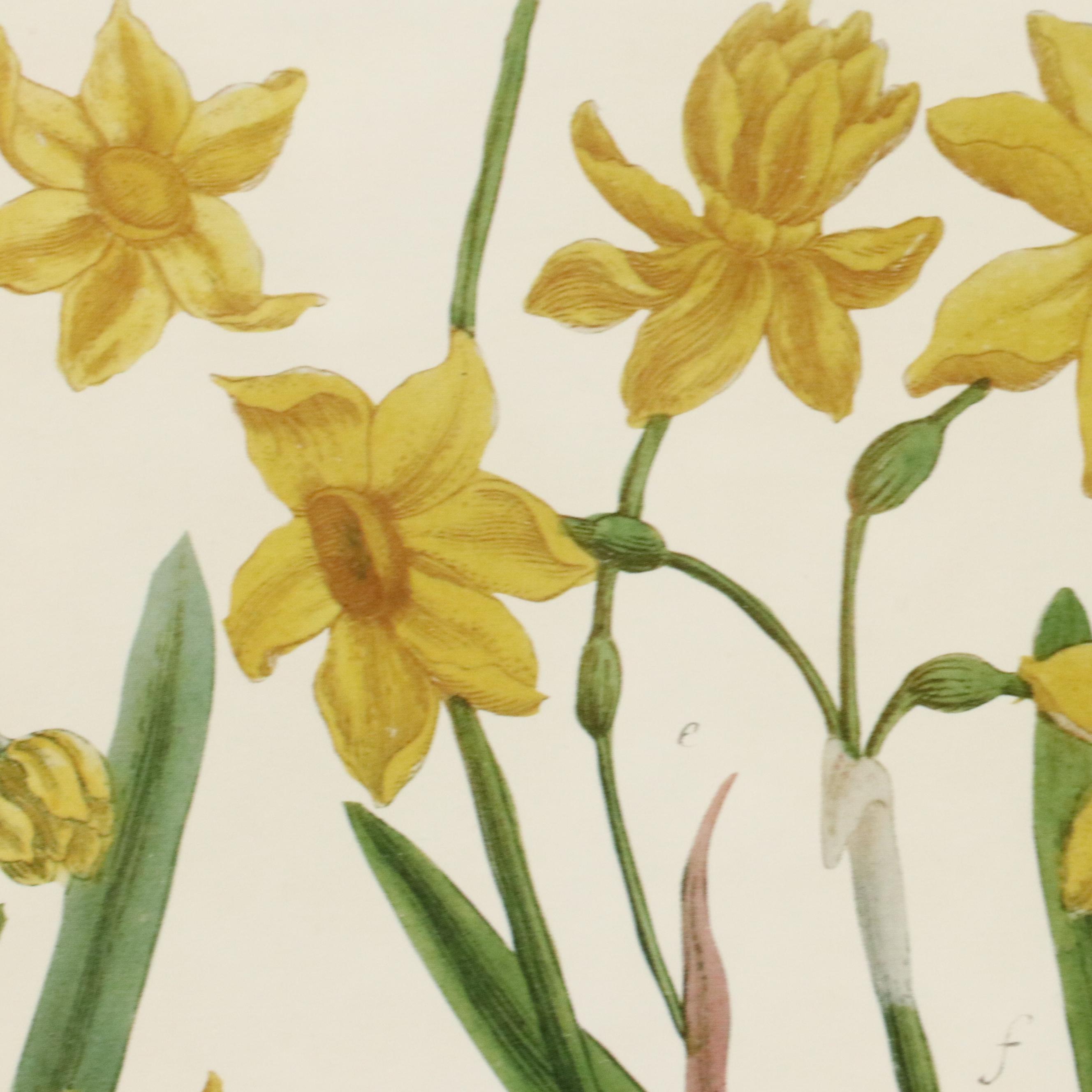 Botanical Offset Lithographs of Daffodils