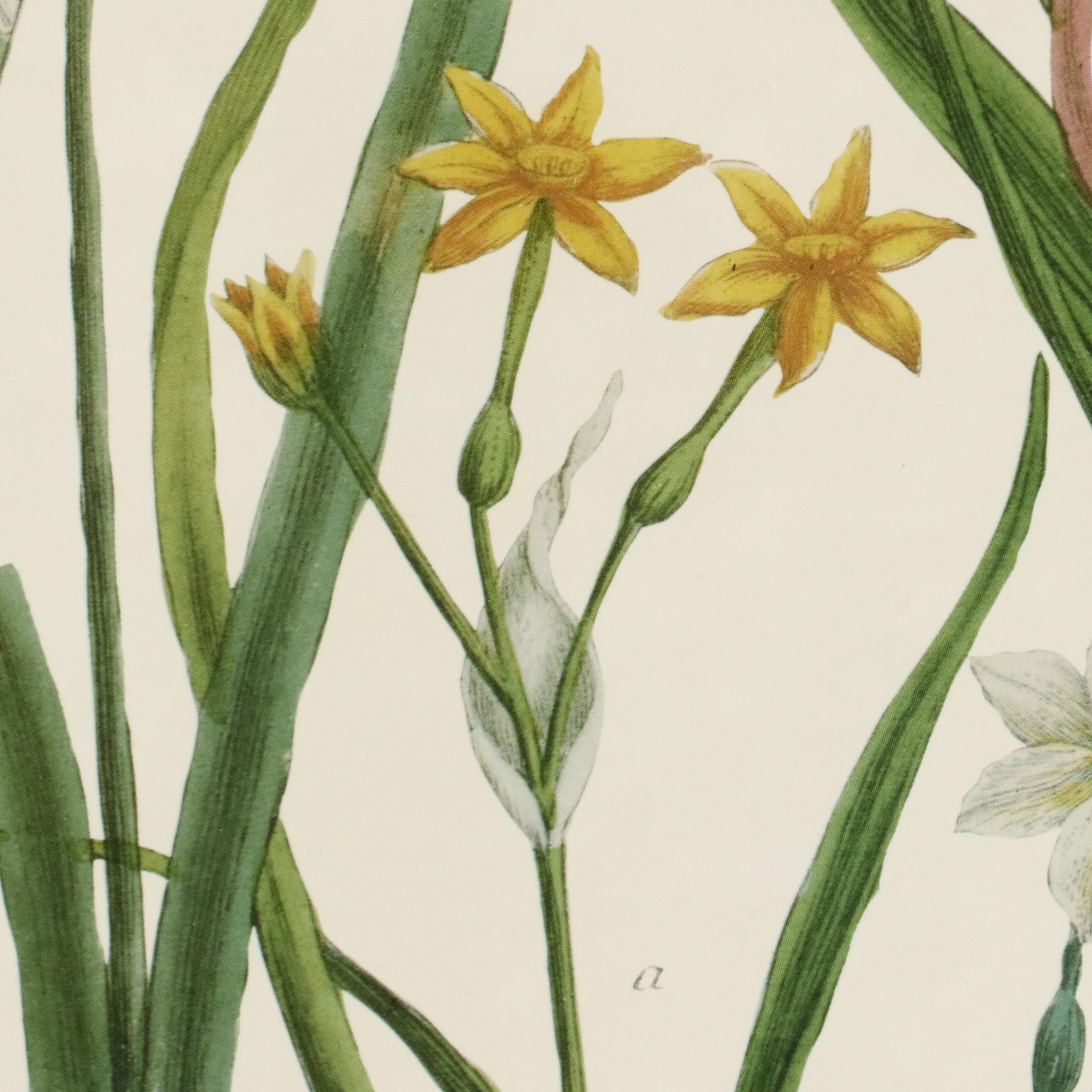 Botanical Offset Lithographs of Daffodils