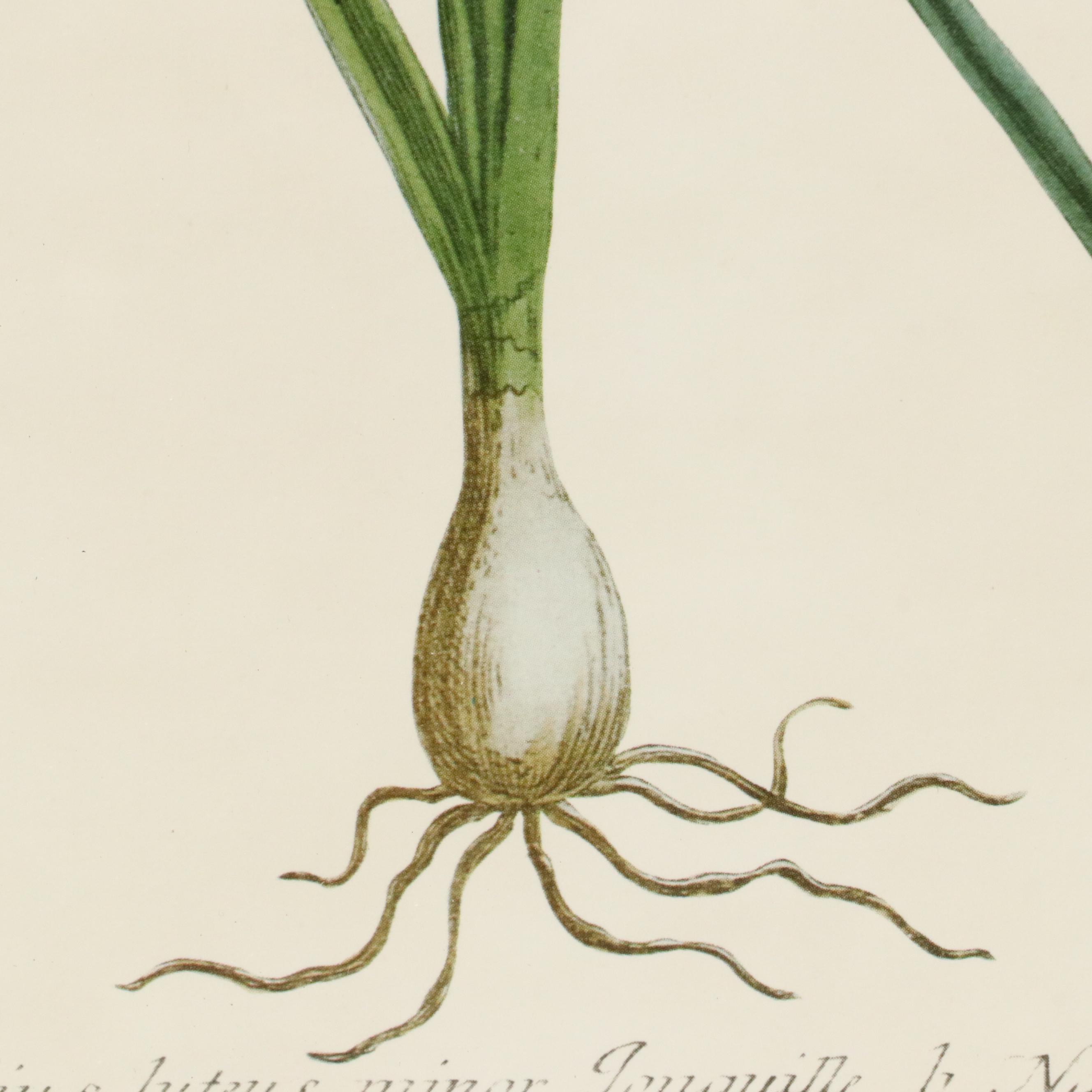 Botanical Offset Lithographs of Daffodils